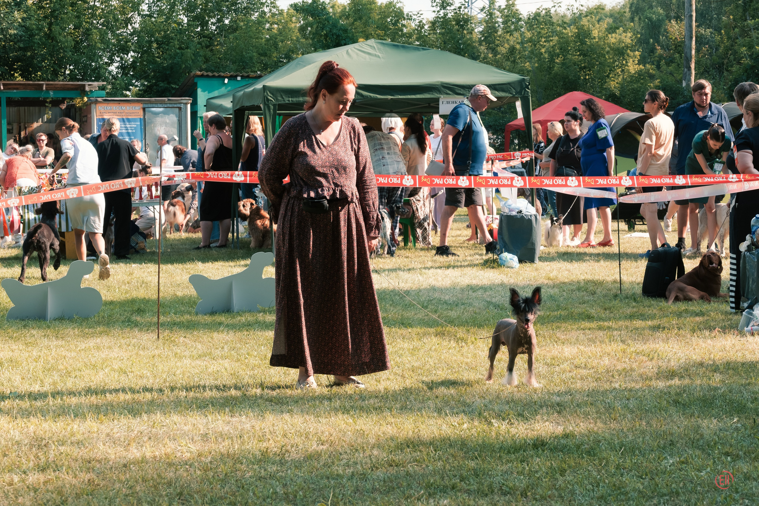 Vik’s first exhibition (Poale Ell Vik). Chinese Crested Dog Kennel Poale Ell