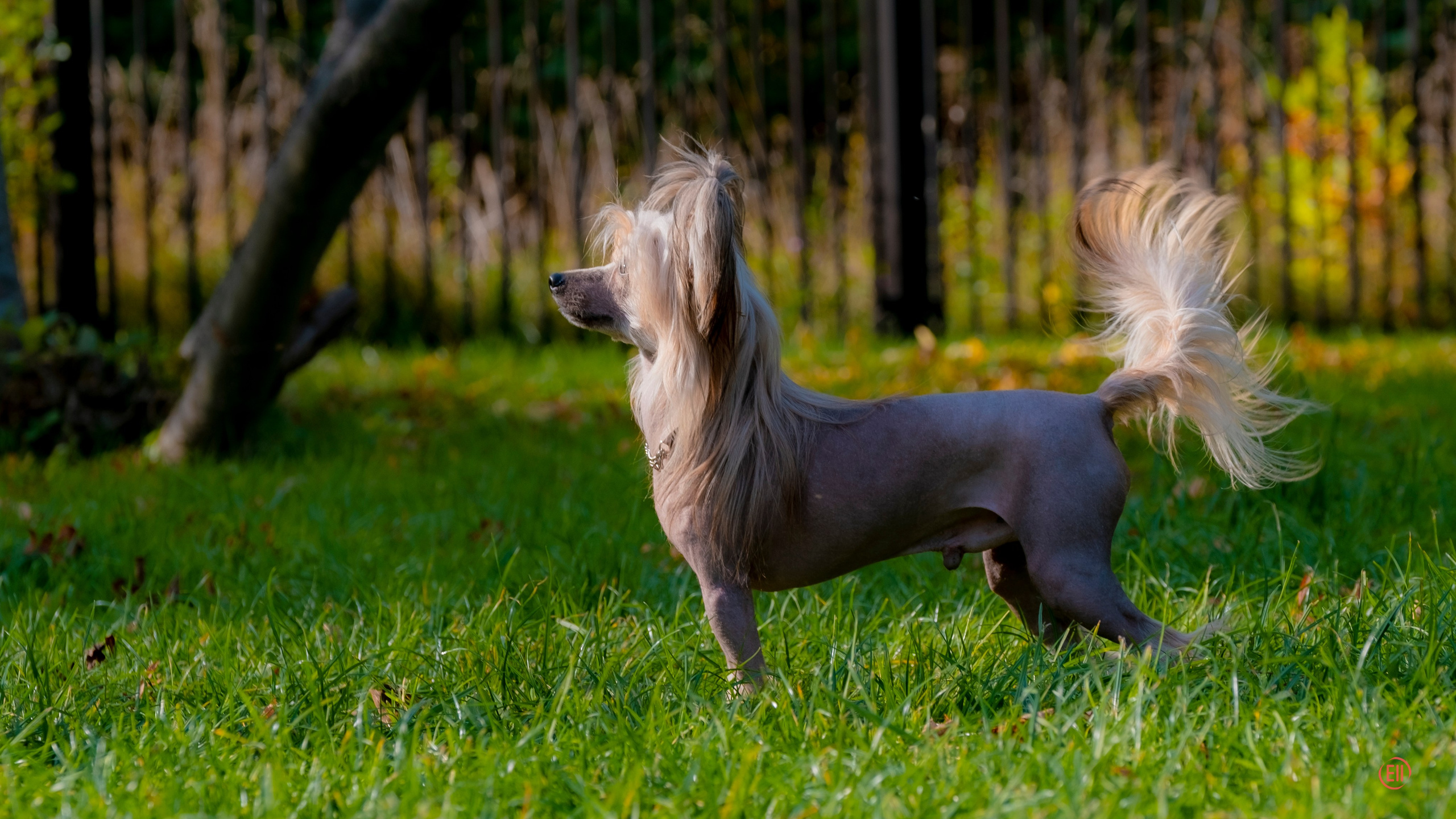 Poale Ell Cooper. Chinese Crested Dog Kennel Poale Ell