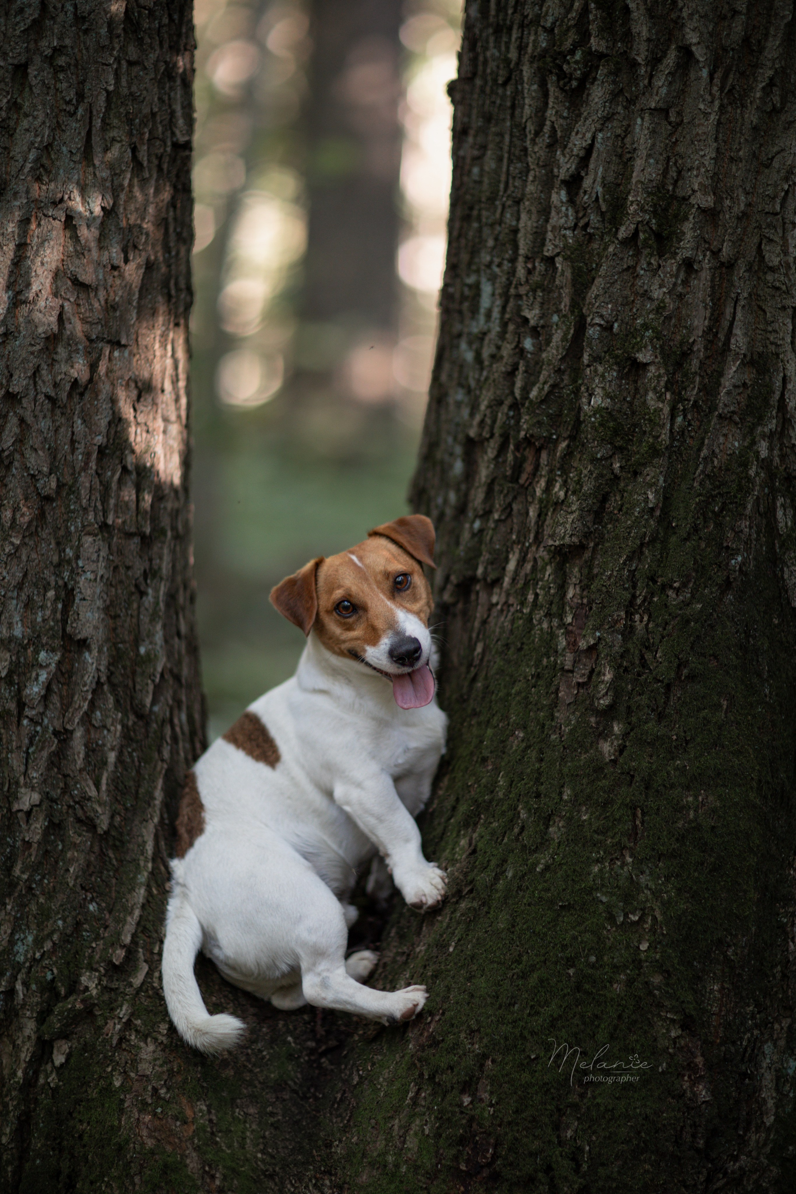 Фотограф-анималист в Москве Дорн Мелани