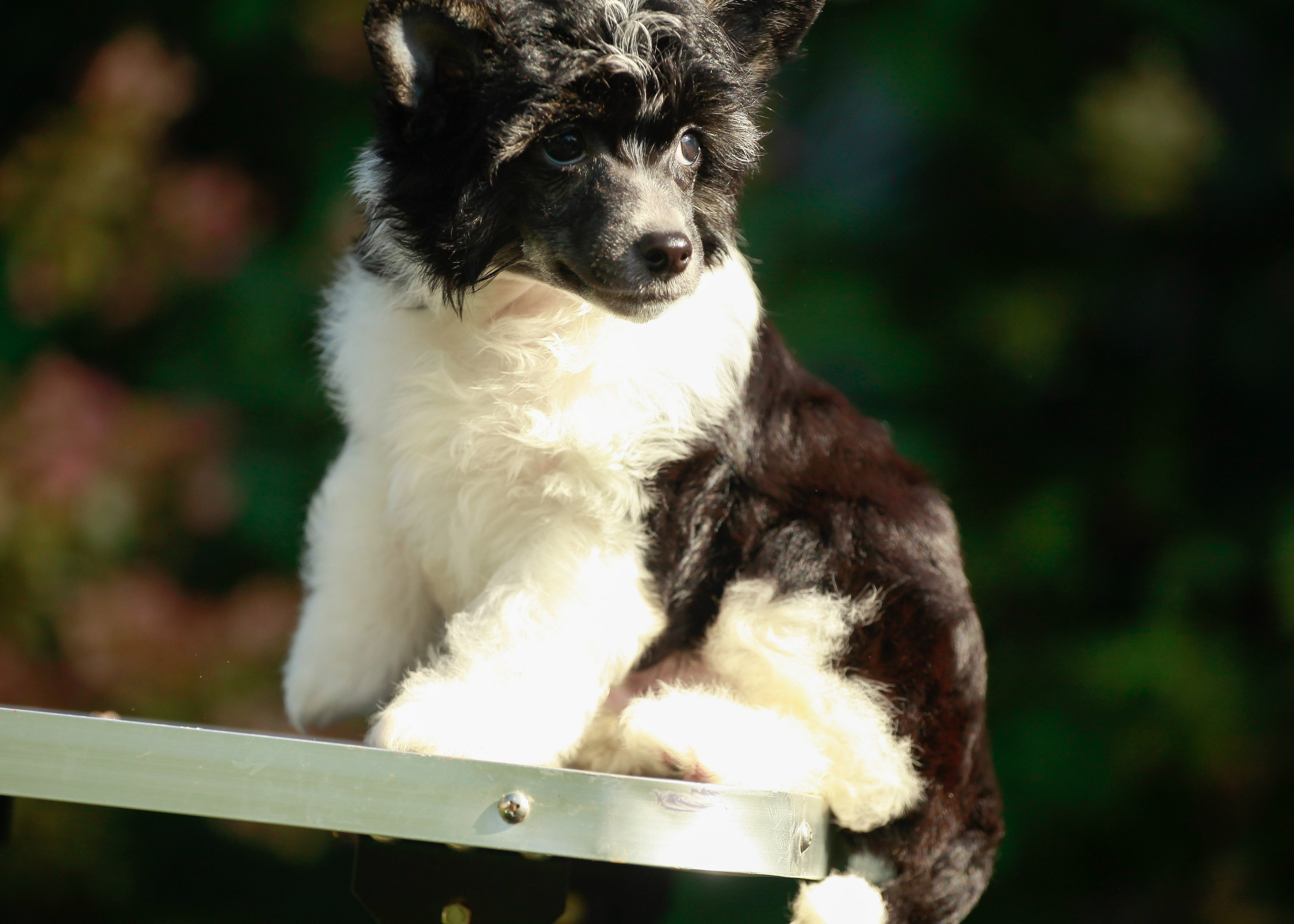 Poale Ell Chester Becomes a Dad for the First Time. Chinese Crested Dog Kennel Poale Ell