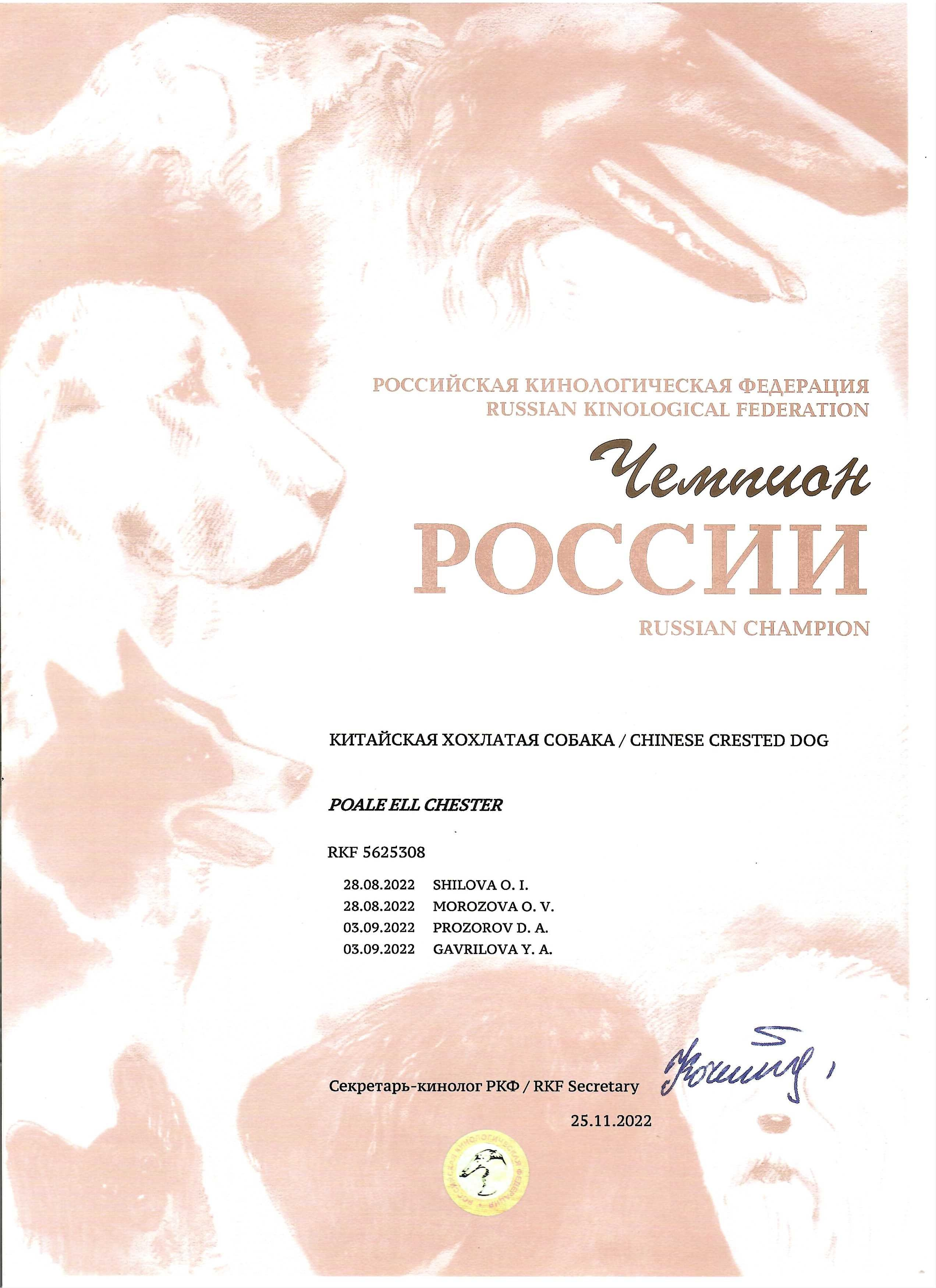 Poale Ell Chester. Питомник китайских хохлатых собак Poale Ell: купить щенка