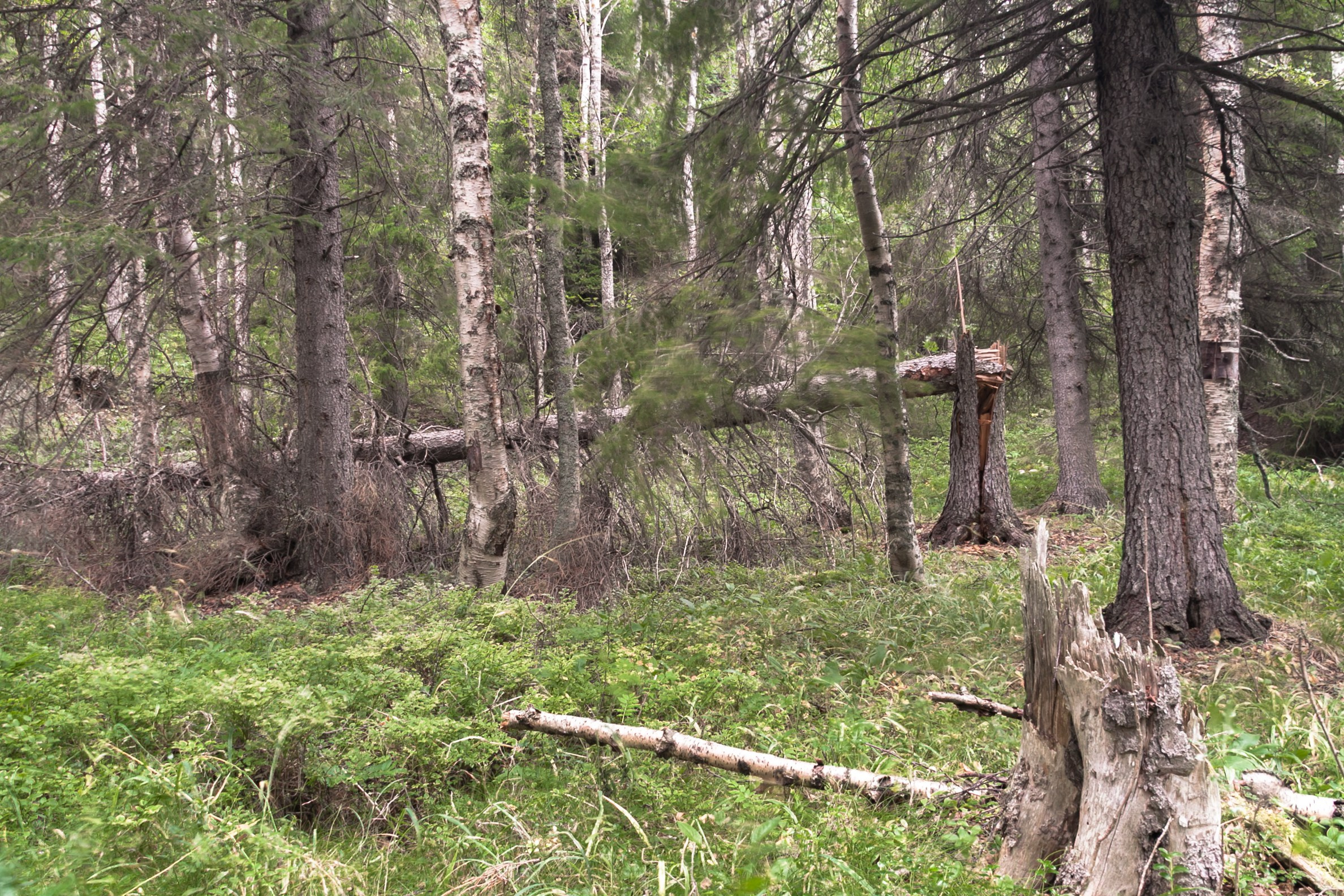Портрет дерева. Свадьбы, портретная, предметная съемка. Фотограф Александр К