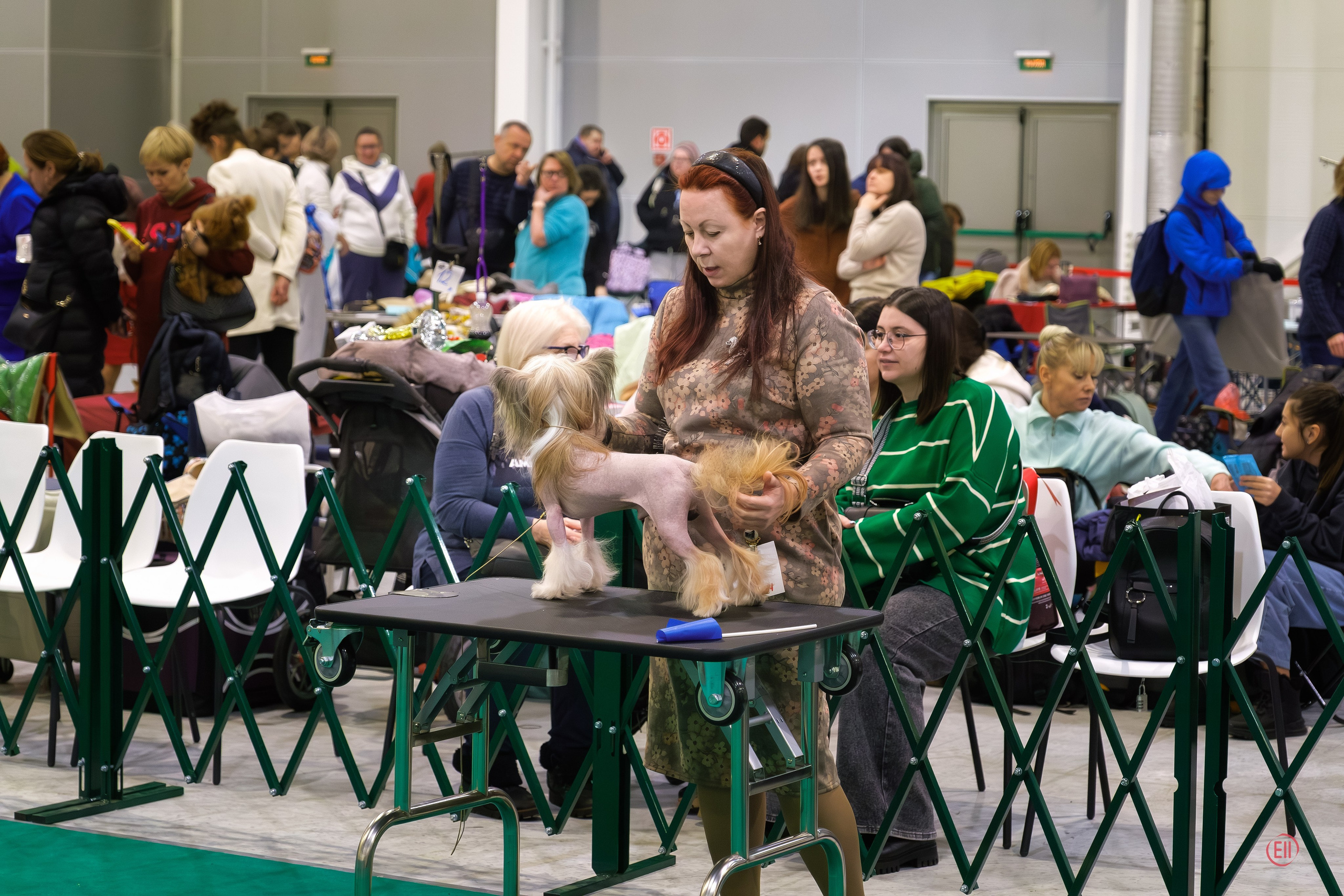 Poale Ell Chester. Питомник китайских хохлатых собак Poale Ell: купить щенка