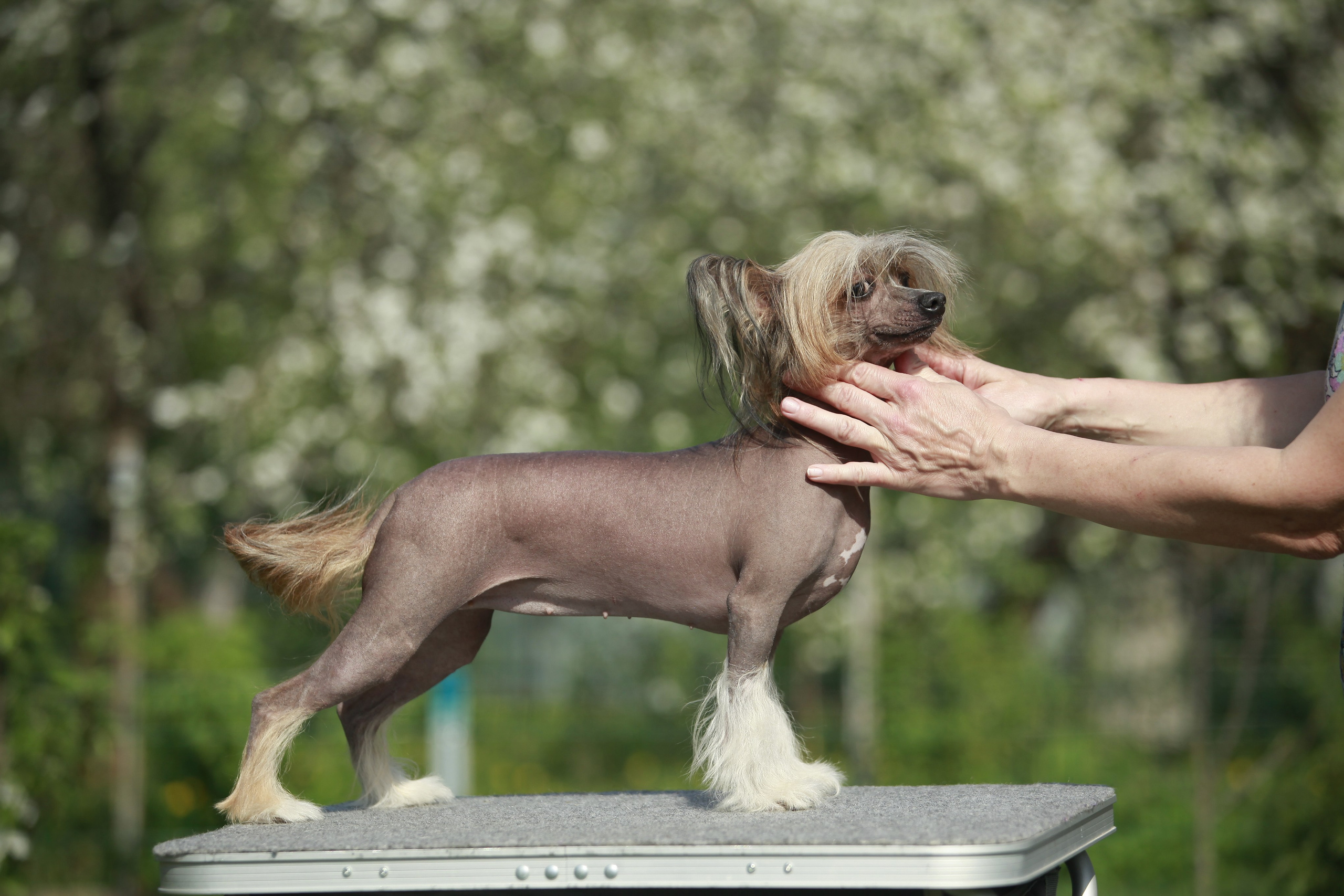 Poale Ell Clare, in a stand on the table.