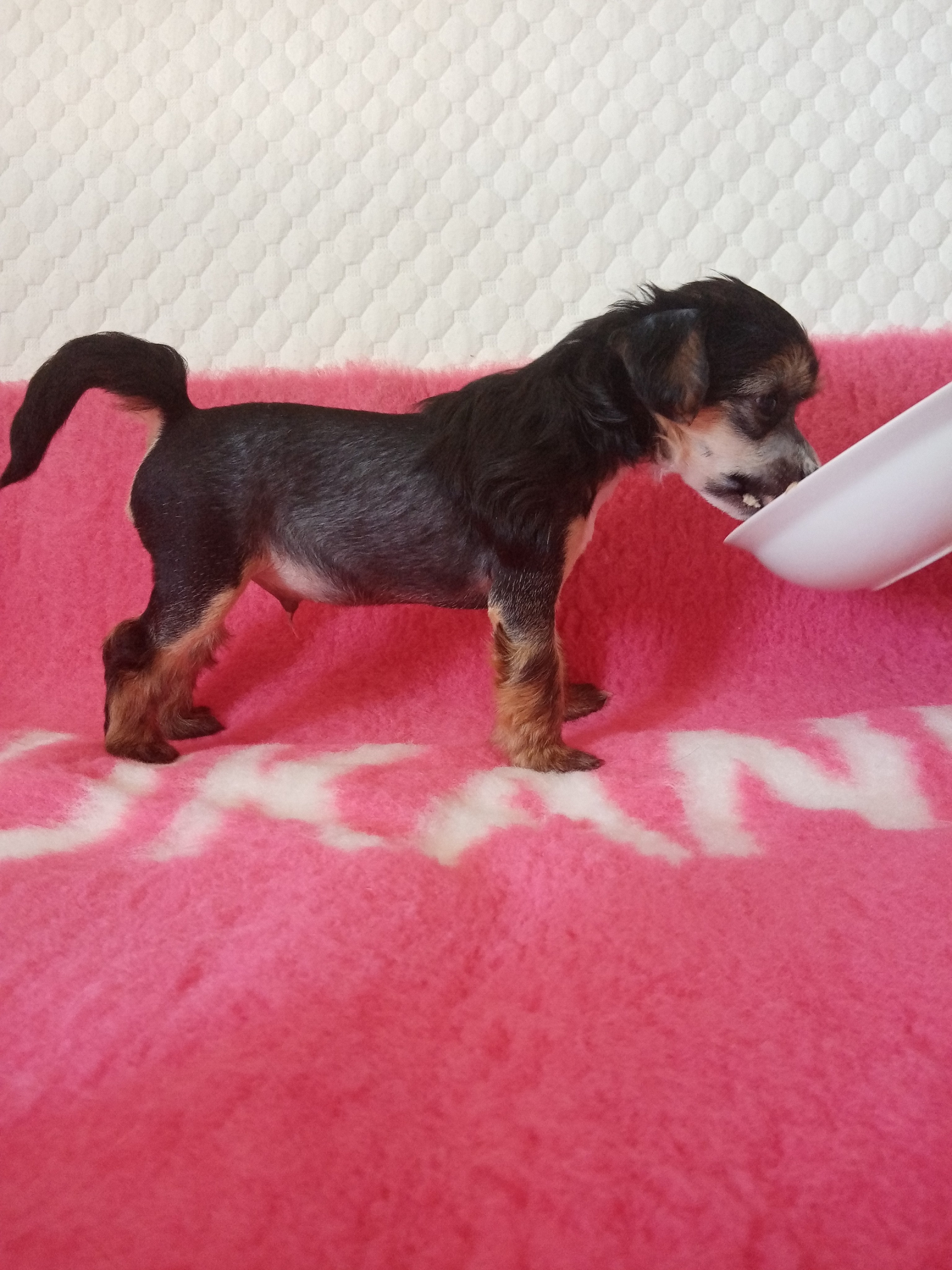 The puppy is 35 days old.