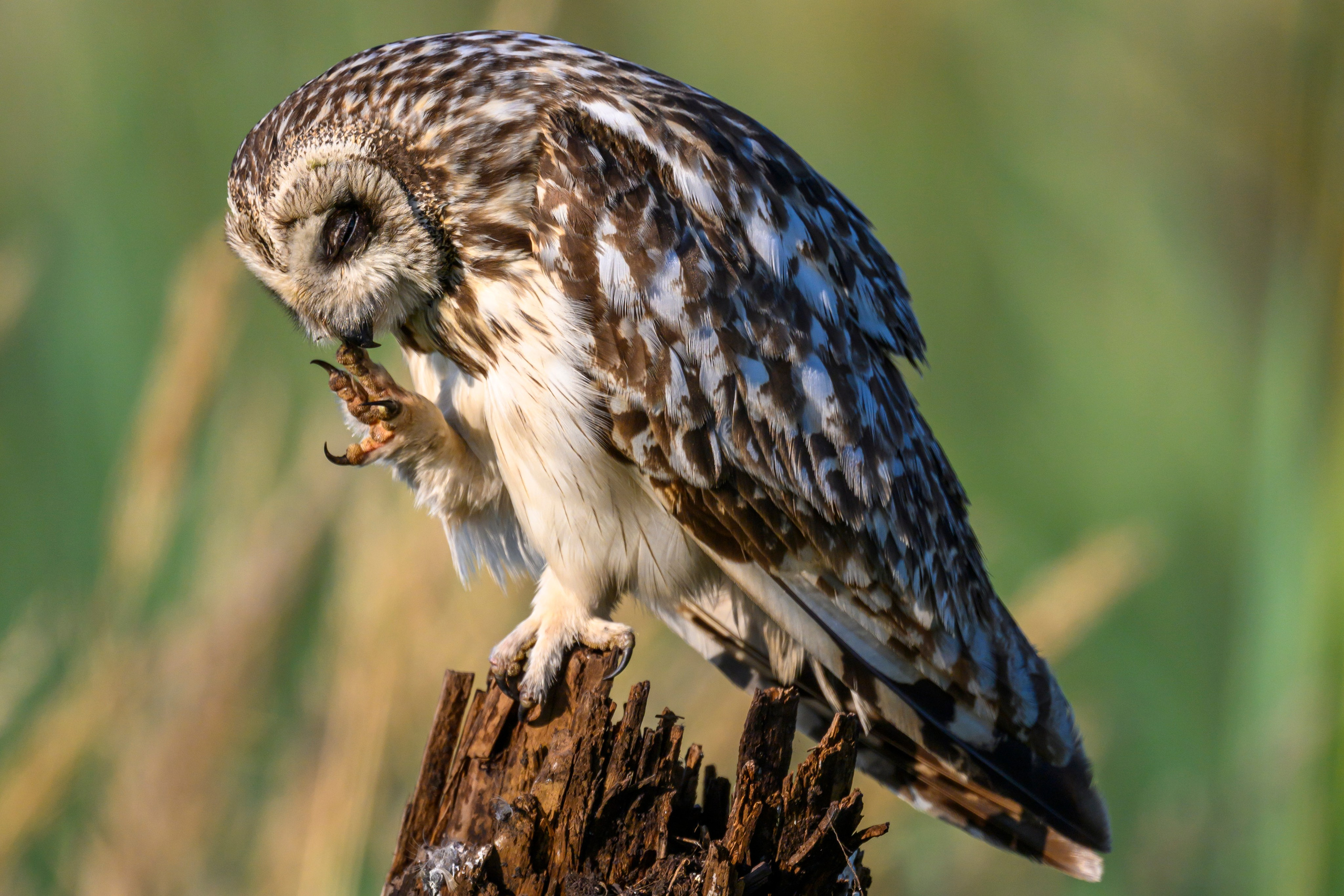 Портреты совы и драка с лунем. Portraits of an owl and a fight with a harrier. Wildlife photography by Sergey Puponin