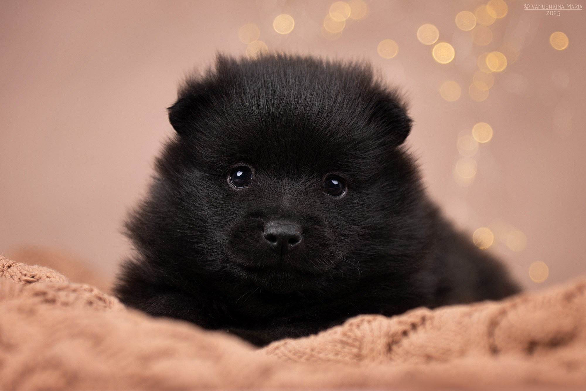 Фотосессия щенков на фонах. Фотограф собак в Москве и Московской области Иванушкина Мария