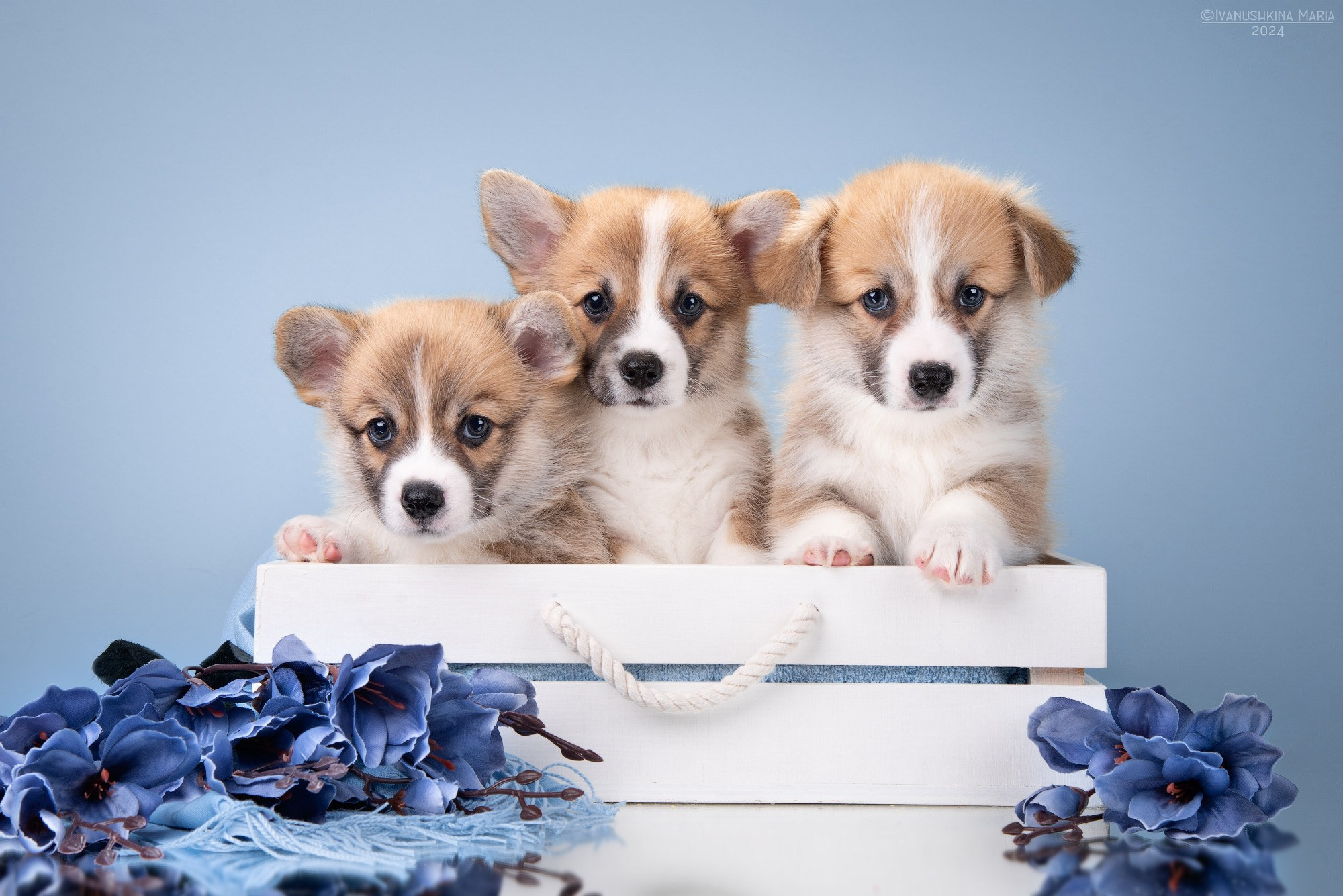 Фотосессия щенков на фонах. Фотограф собак в Москве и Московской области Иванушкина Мария