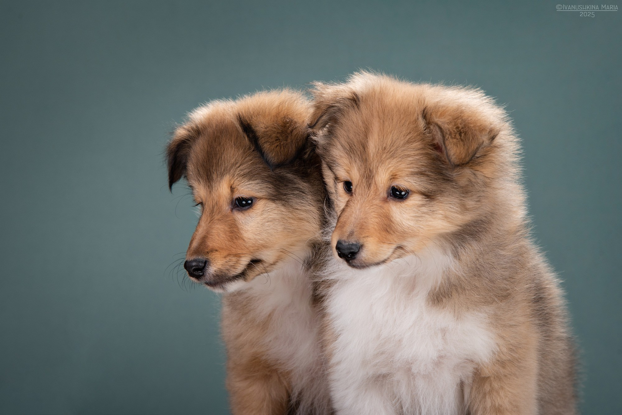 Фотосессия щенков на фонах. Фотограф собак в Москве и Московской области Иванушкина Мария