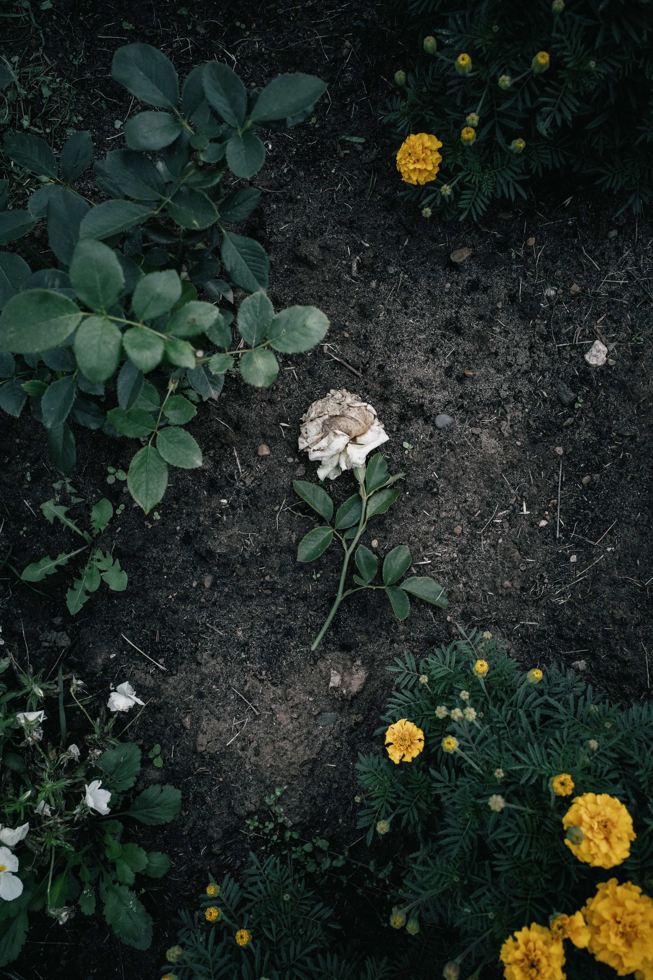 д.Солокого, 17.08.2024