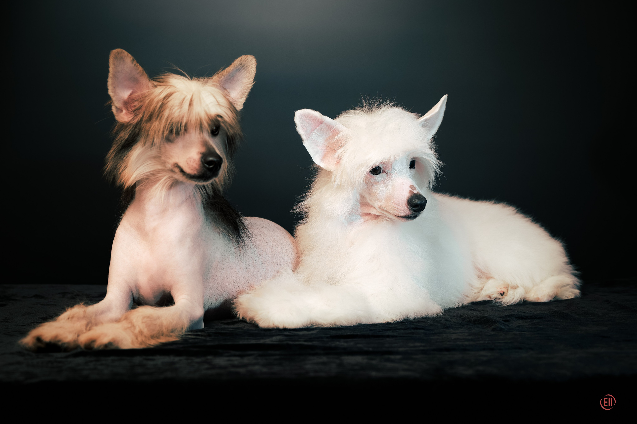 Lux became a dad. Chinese Crested Dog Kennel Poale Ell