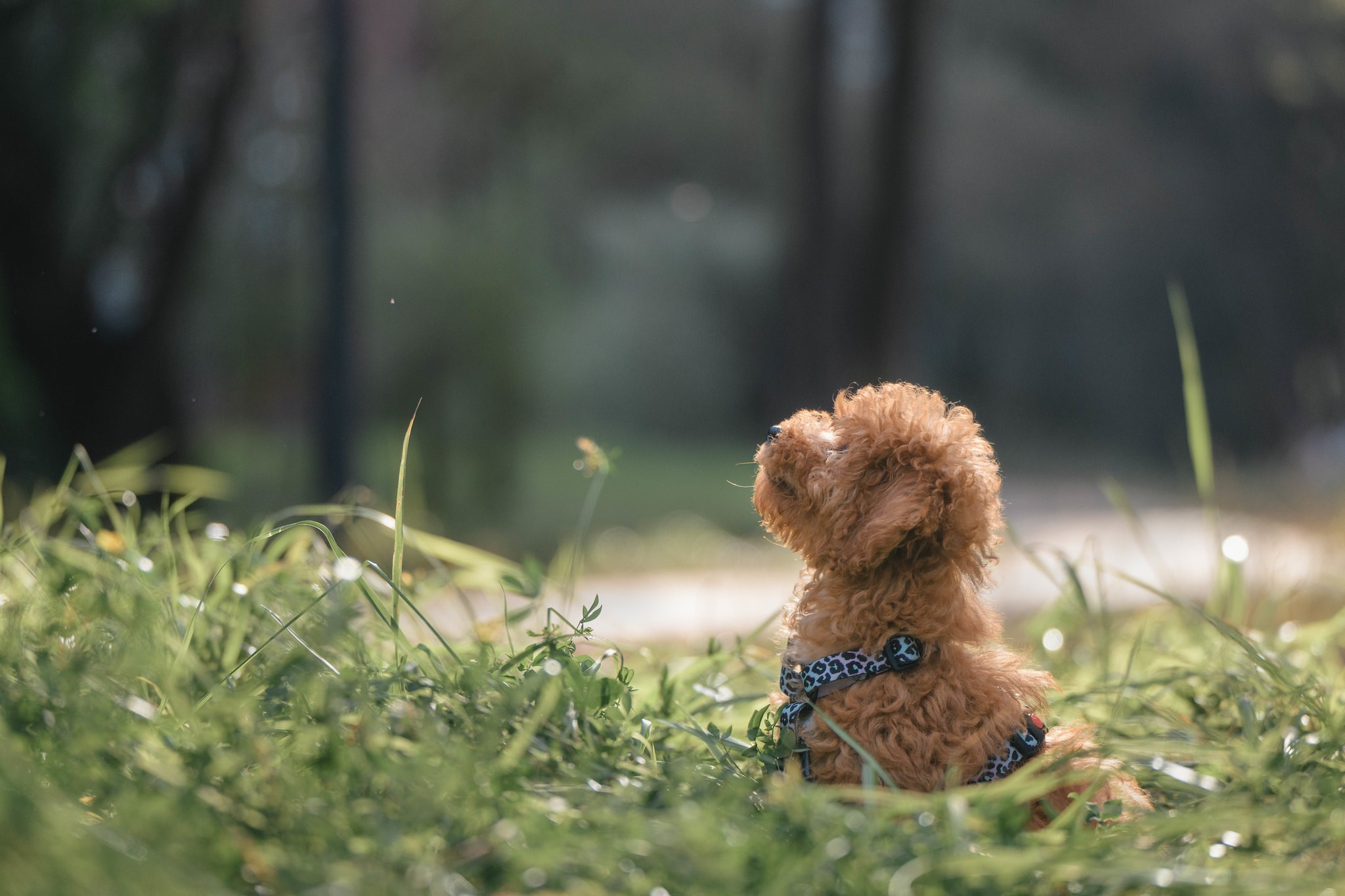 Фотограф Анималист в Москве Анастасия Жучкова