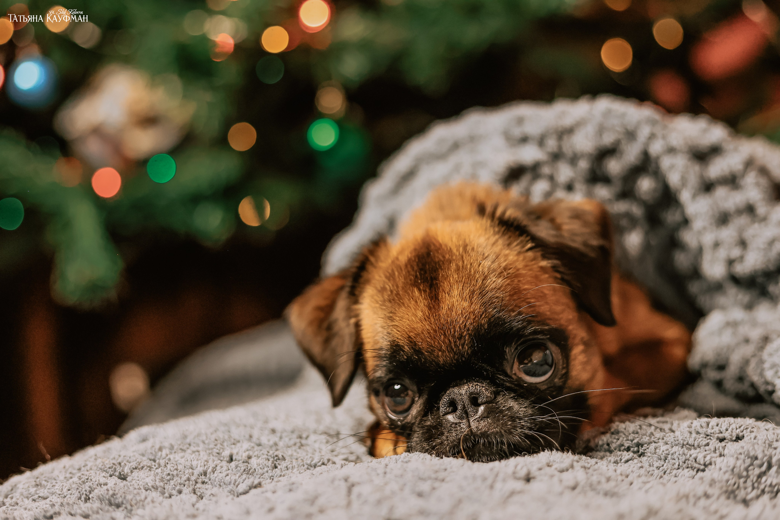 Малый брабансон, фотография брабансон, красивая собака, фотограф анималист, фотокурс Анималистика, научиться фотографировать собак, фотограф Новосибирск
