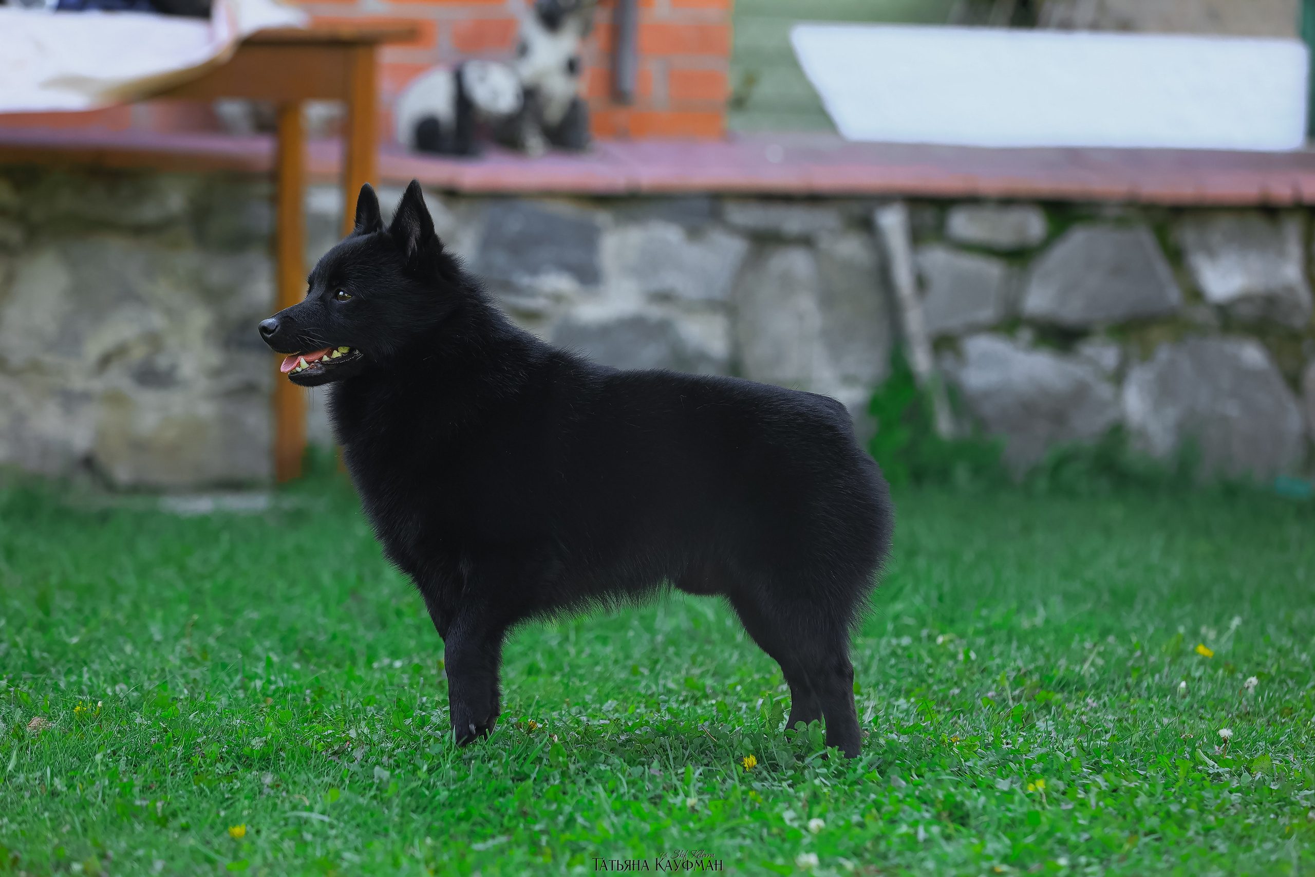 Шипперке, схипперке, красивая собака, фотограф анималист, фотокурс Анималистика, научиться фотографировать собак, фотограф Новосибирск