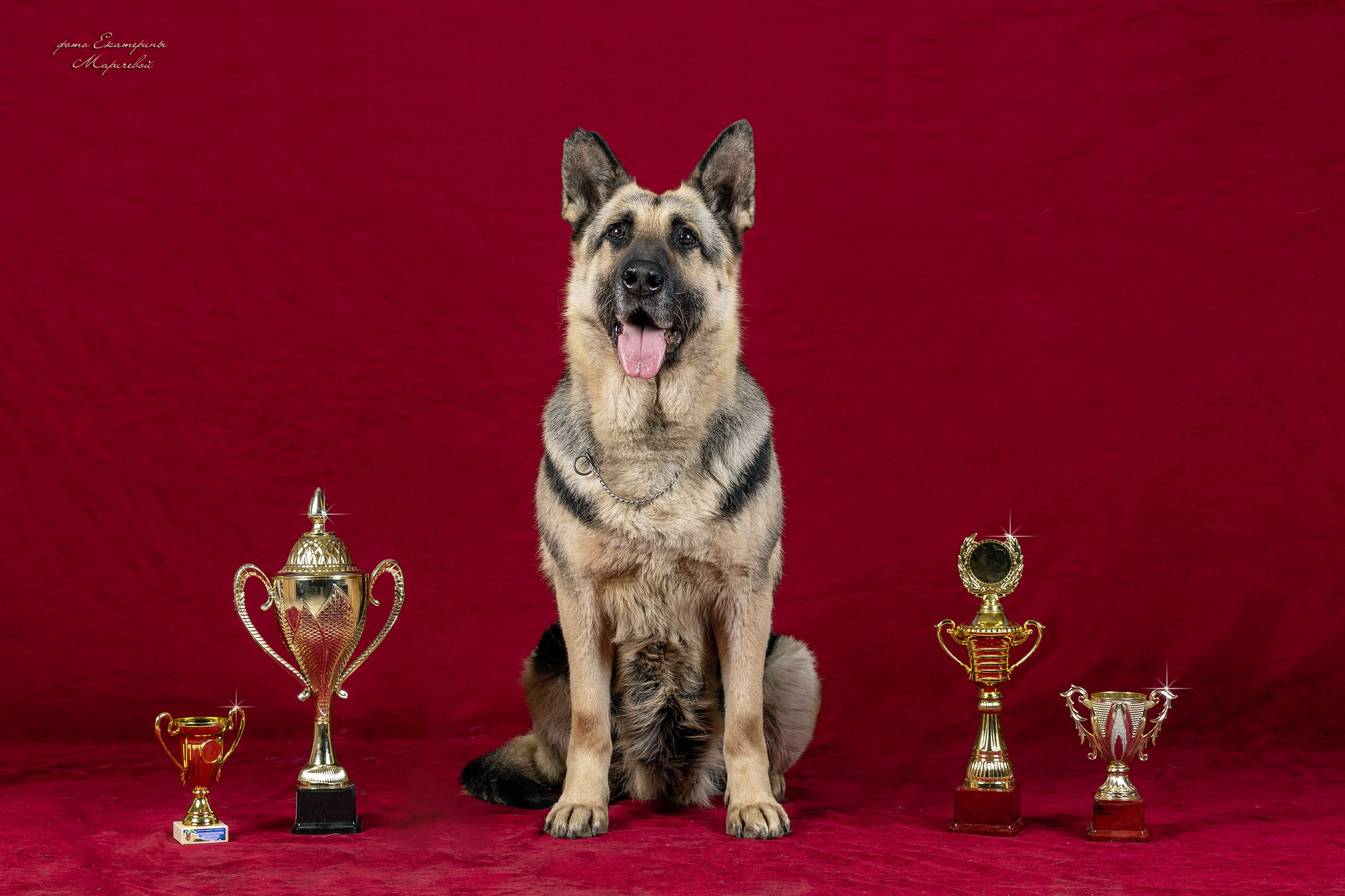 Фоны большого размера. Фотограф-анималист в Омске Екатерина Маричева
