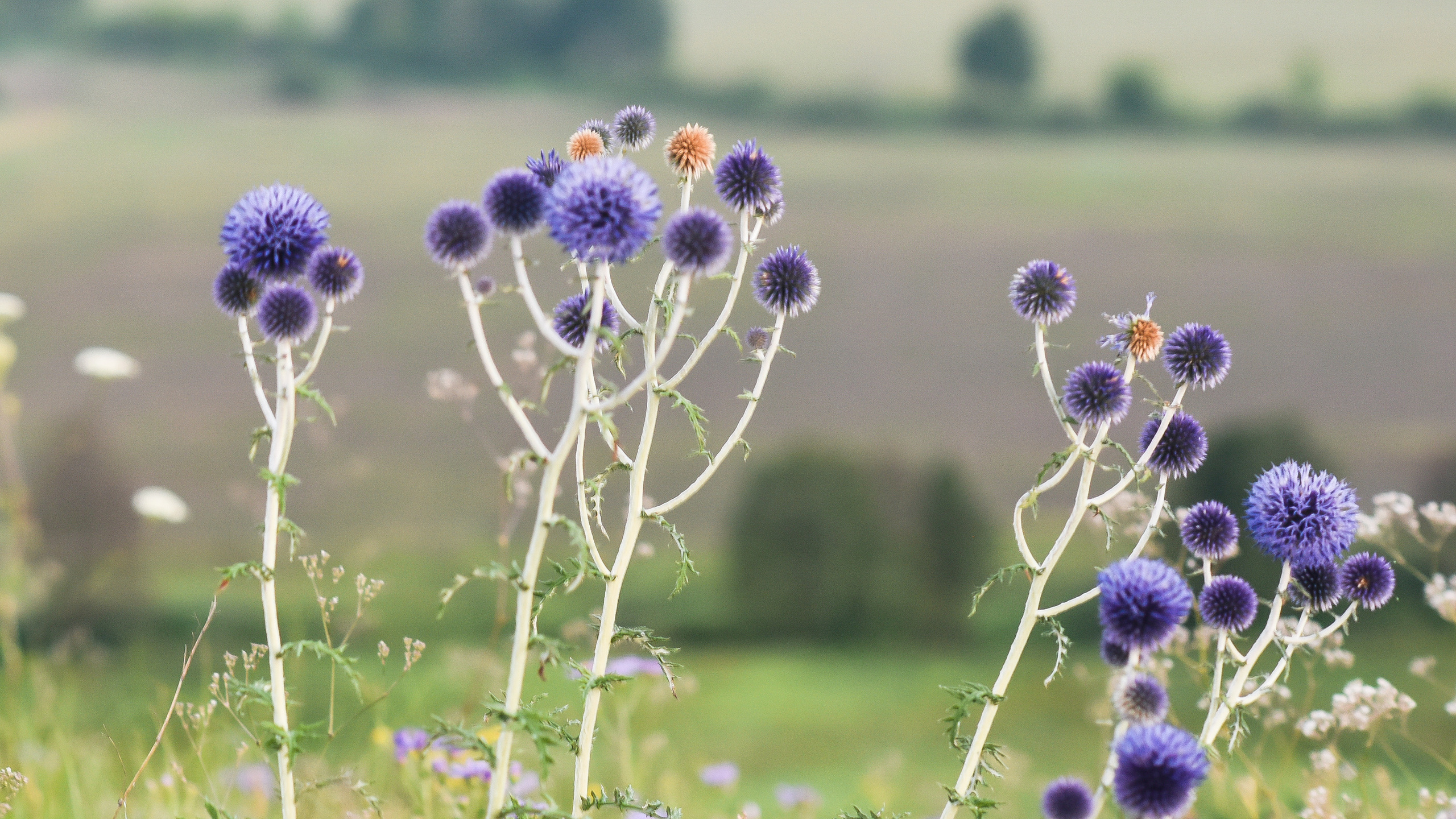 ИЮЛЬ 2021. ИНЗА. Фотограф для бизнесконтента, репортажей и семейного альбома в Москве