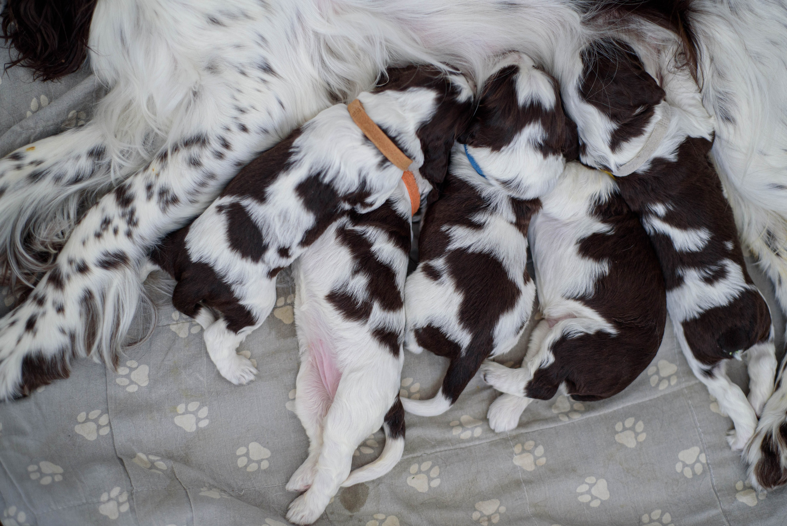 Щенки Вестмур. Дубль2. Мотофотограф в Нижнем Новгороде Динара Зуйкова