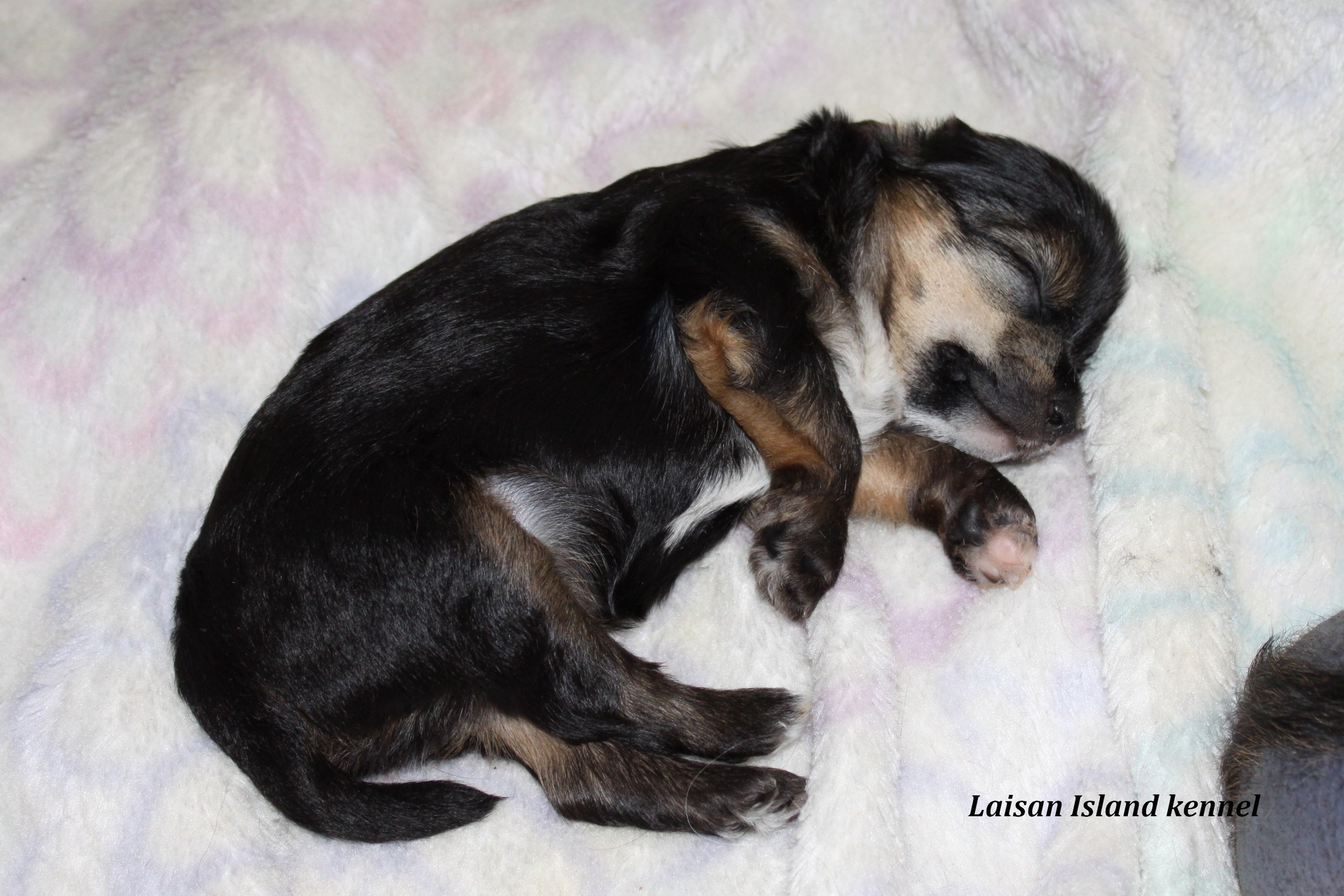 Puppies are 3 weeks old.