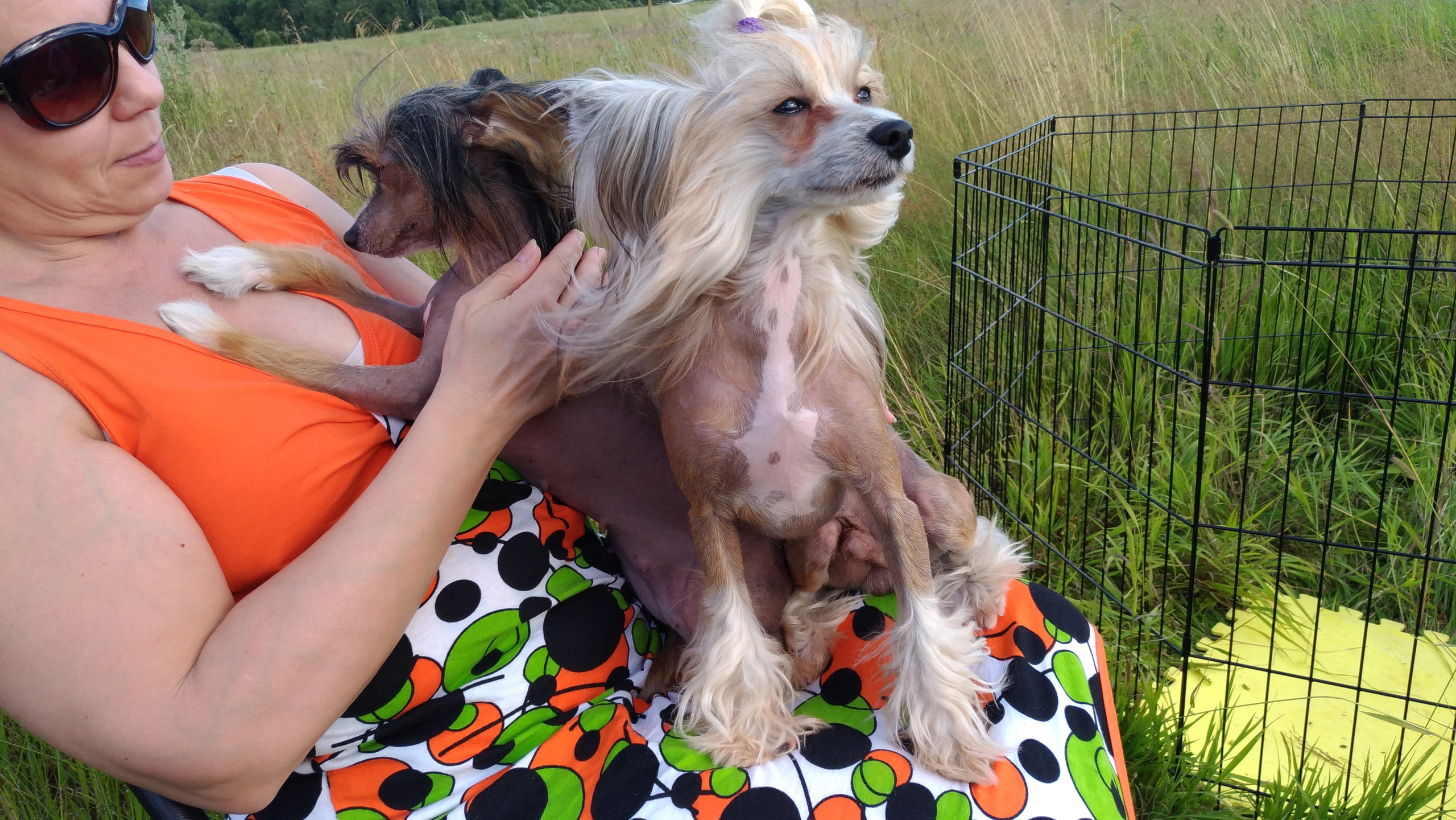 В поле под присмотром сокола. Питомник китайских хохлатых собак Poale Ell: купить щенка в питомнике