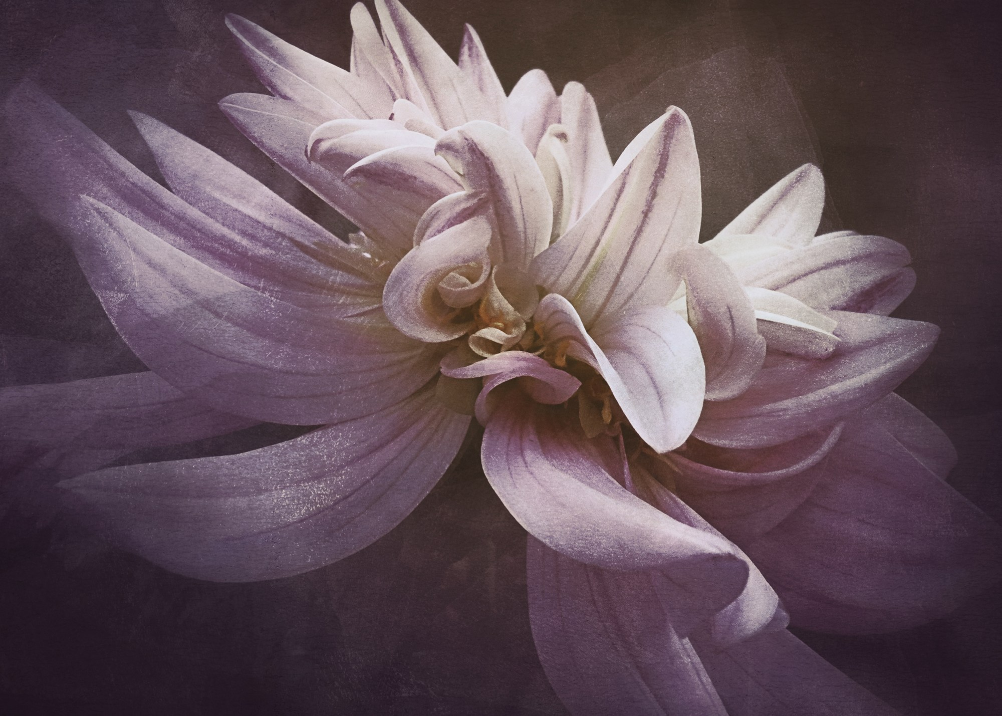 PINK VINTAGE. Eirene G | Photoartist | Flowers from my garden