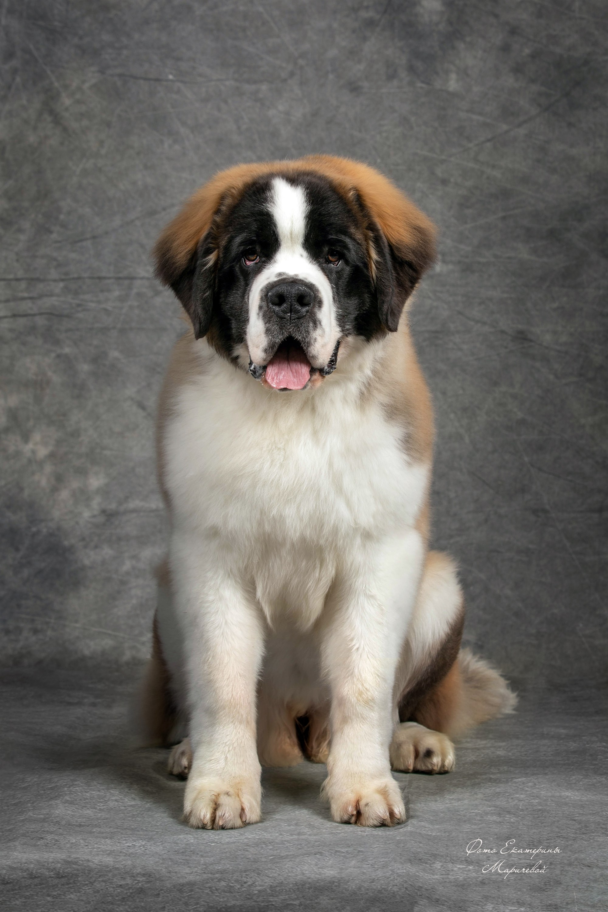 Фоны большого размера. Фотограф-анималист в Омске Екатерина Маричева