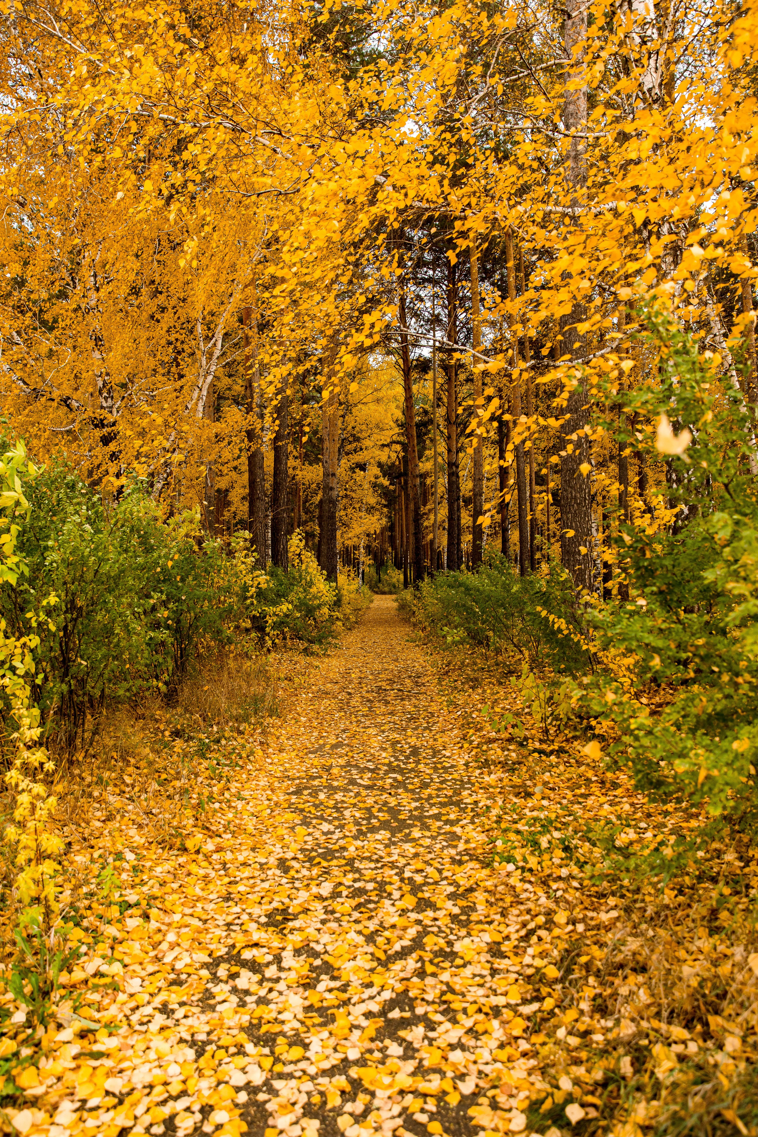 Осень в парке. Семейный и детский фотограф в Железногорске Саламахо Ольга
