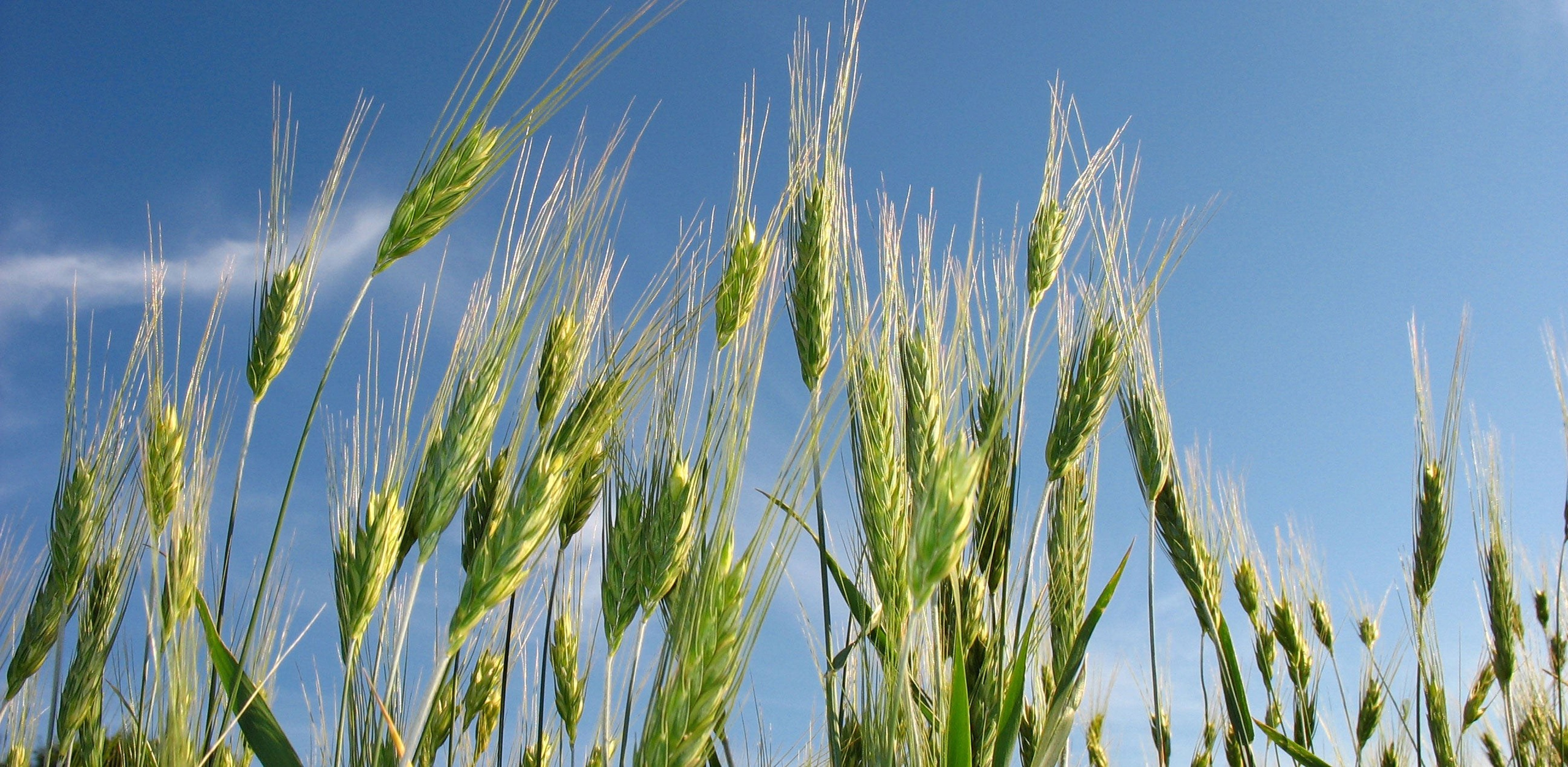 Экспорт сельскохозяйственной продукции в Европу и страны СНГ