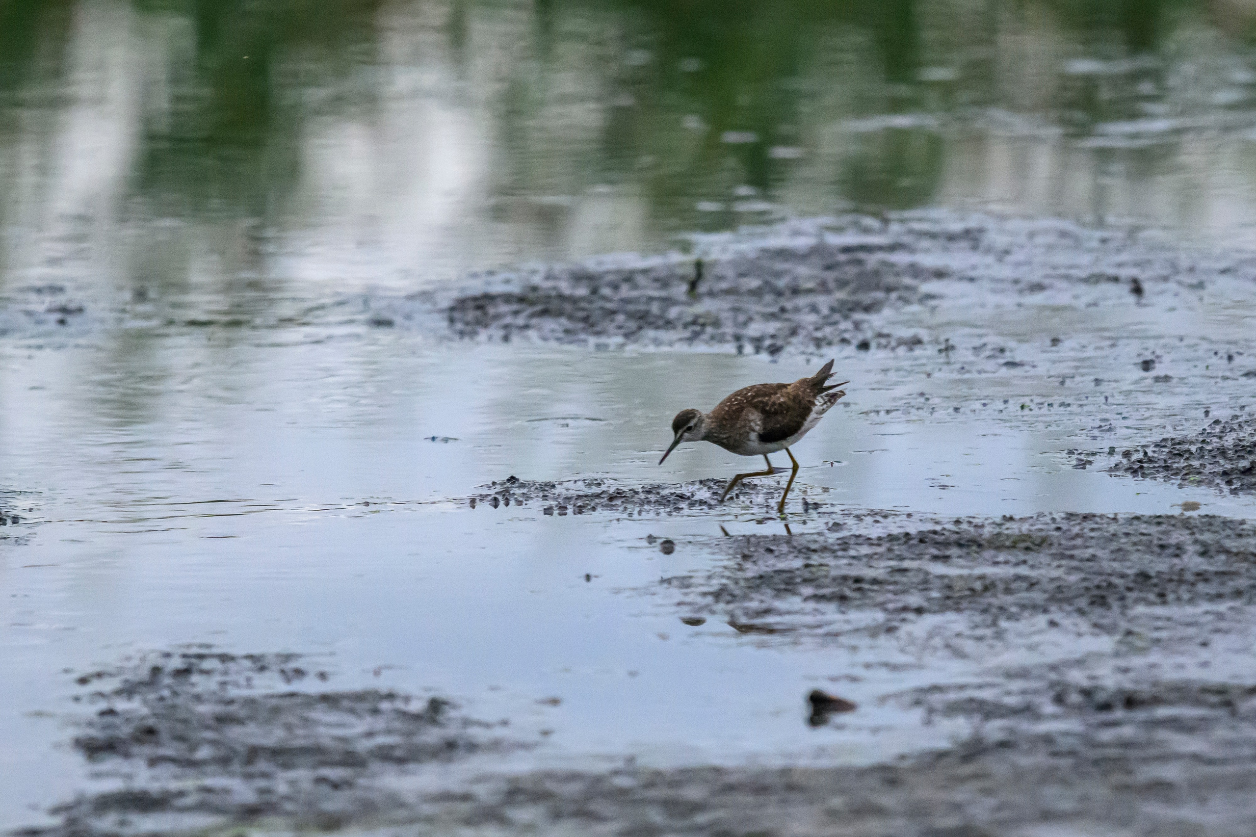 Фифи. Wood Sandpiper. Фотограф Сергей Пупонин