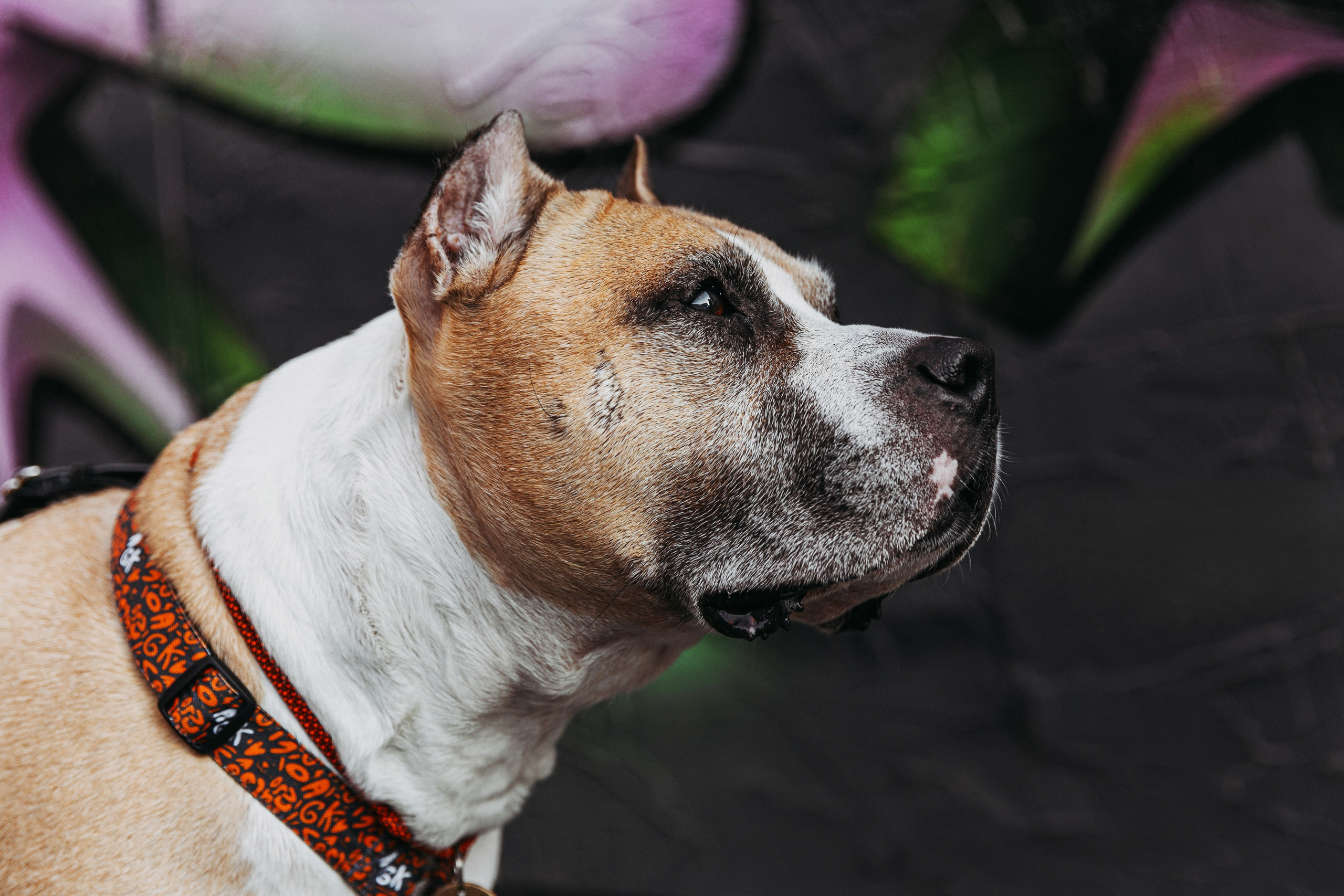 Фотограф-анималист в Москве Соломонова Варвара