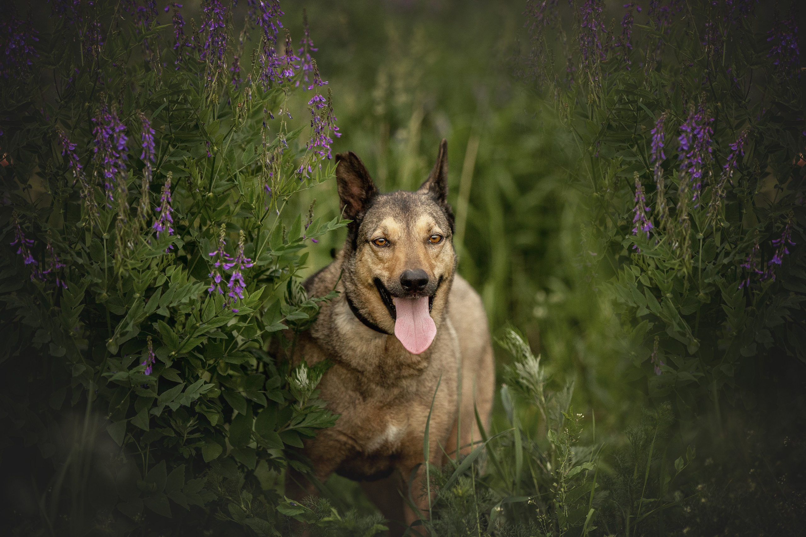 ИЩУТ ДОМ. Фотограф-анималист в Москве и Подмосковье