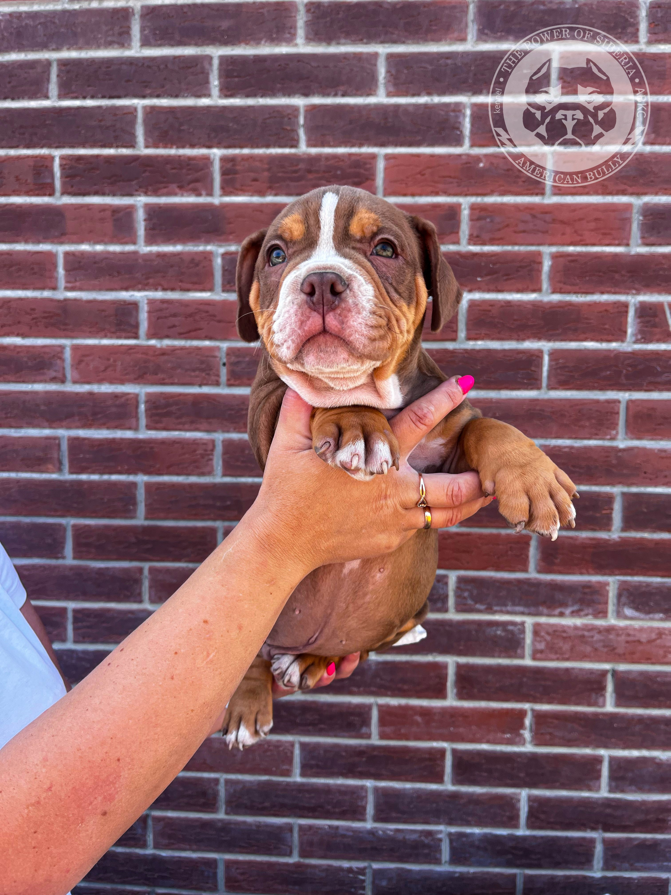 Помет Каспер и Асти. 13.04.25. Американский Булли в г. Ростов-на-Дону. Питомник THE POWER OF SIBERIA