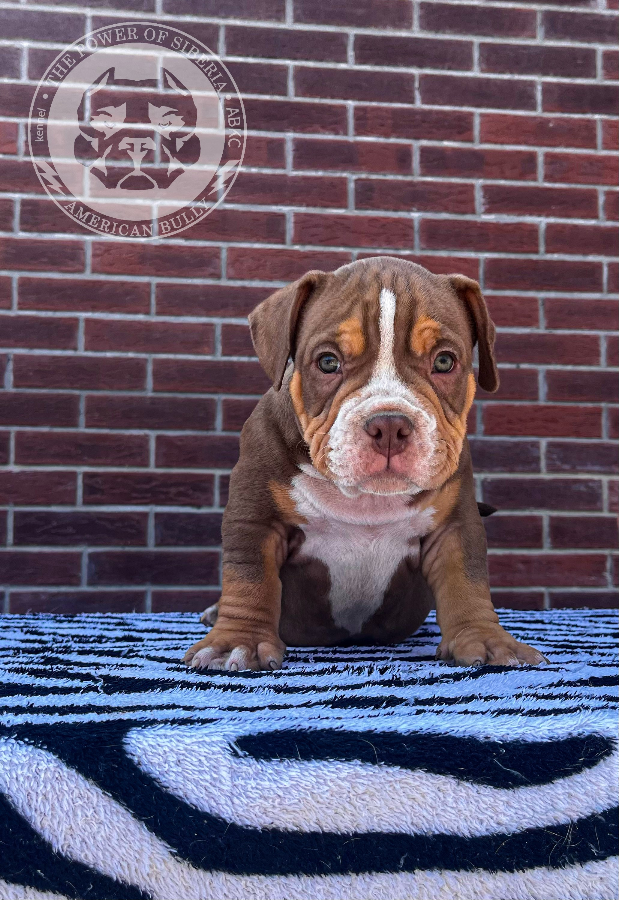 Помет Каспер и Асти. 13.04.25. Американский Булли в г. Ростов-на-Дону. Питомник THE POWER OF SIBERIA