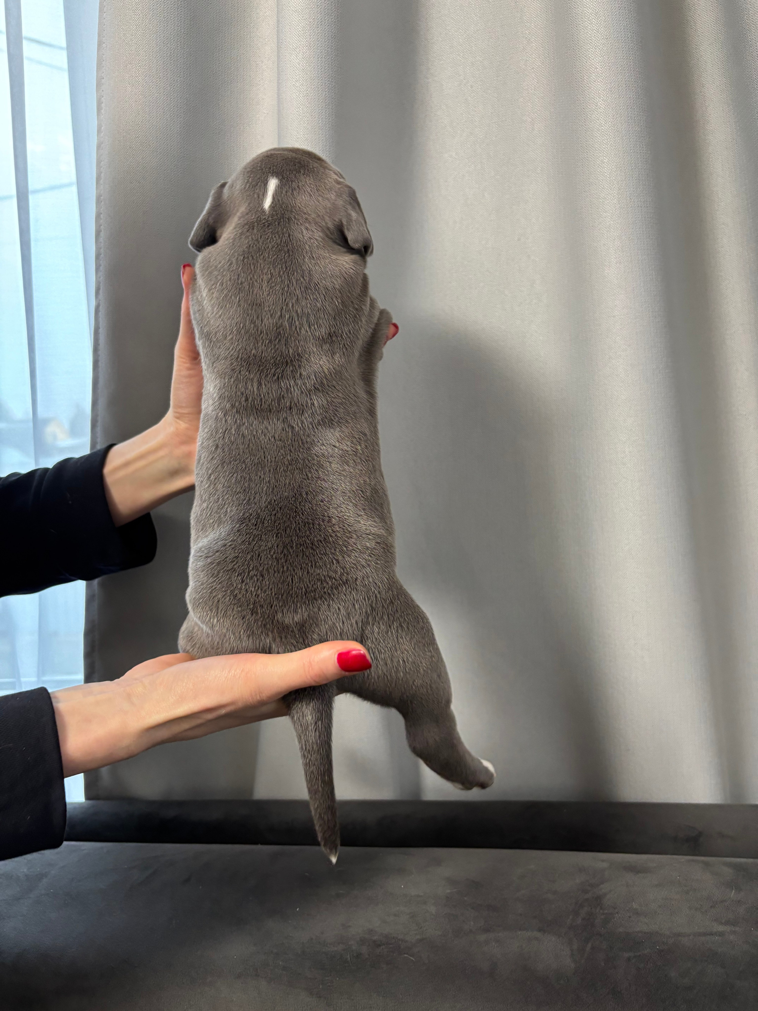 Помет Рич и Дося 04.02.25. Американский Булли в г. Ростов-на-Дону. Питомник THE POWER OF SIBERIA