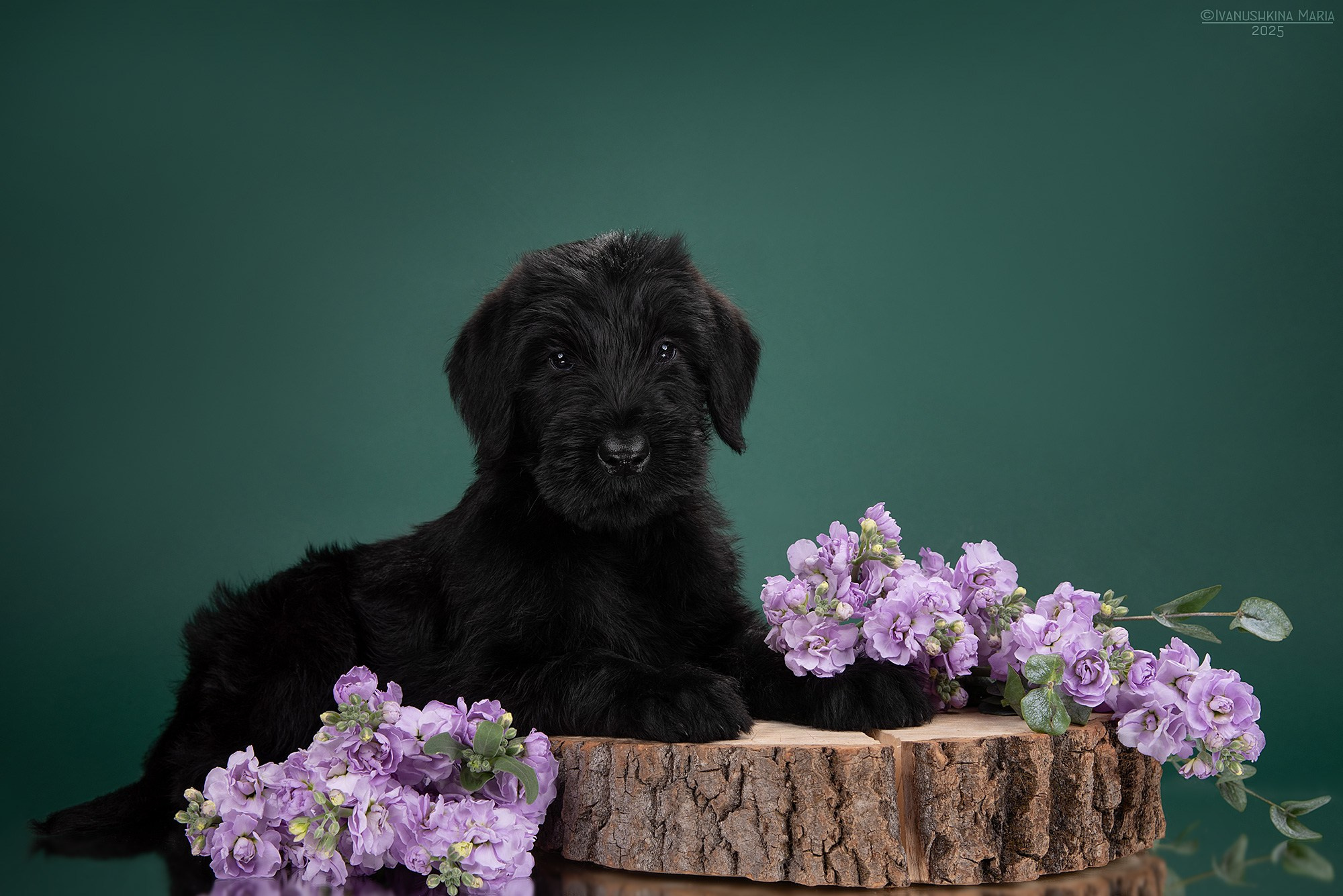Фотосессия щенков на фонах. Фотограф собак в Москве и Московской области Иванушкина Мария