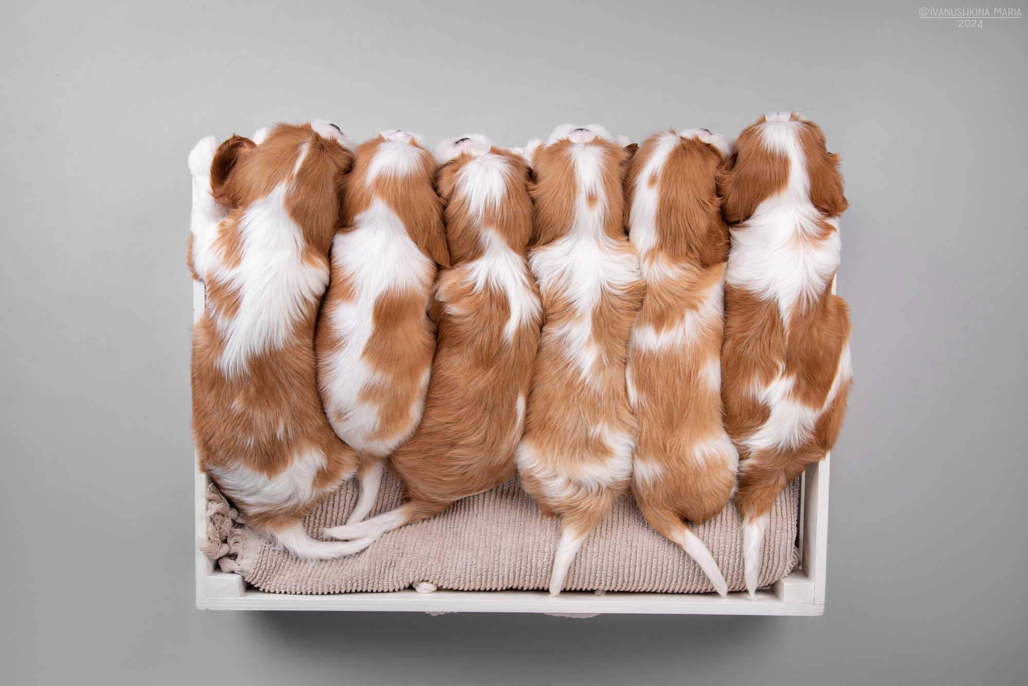 щенки ккчс рыжие