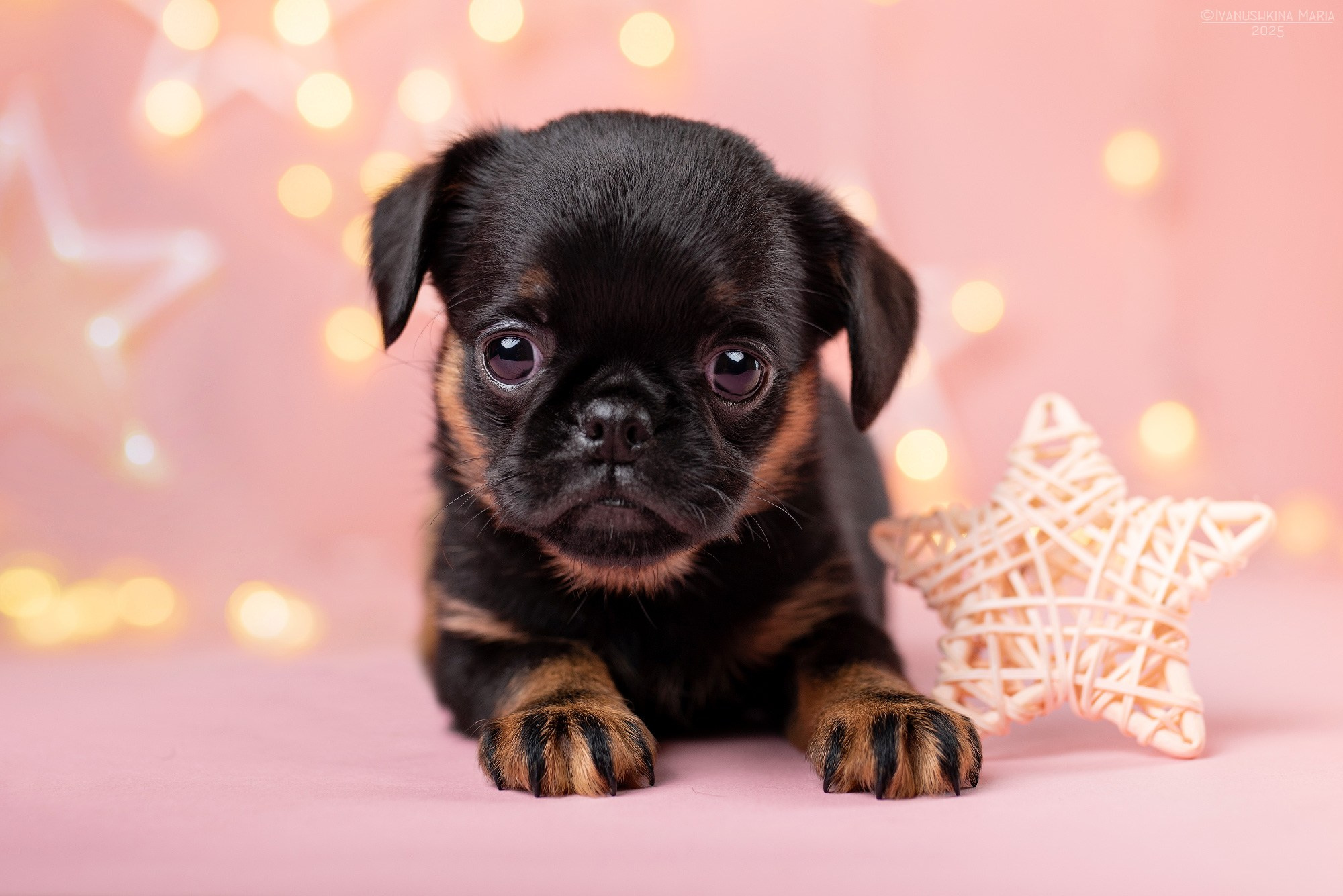 Фотосессия щенков на фонах. Фотограф собак в Москве и Московской области Иванушкина Мария