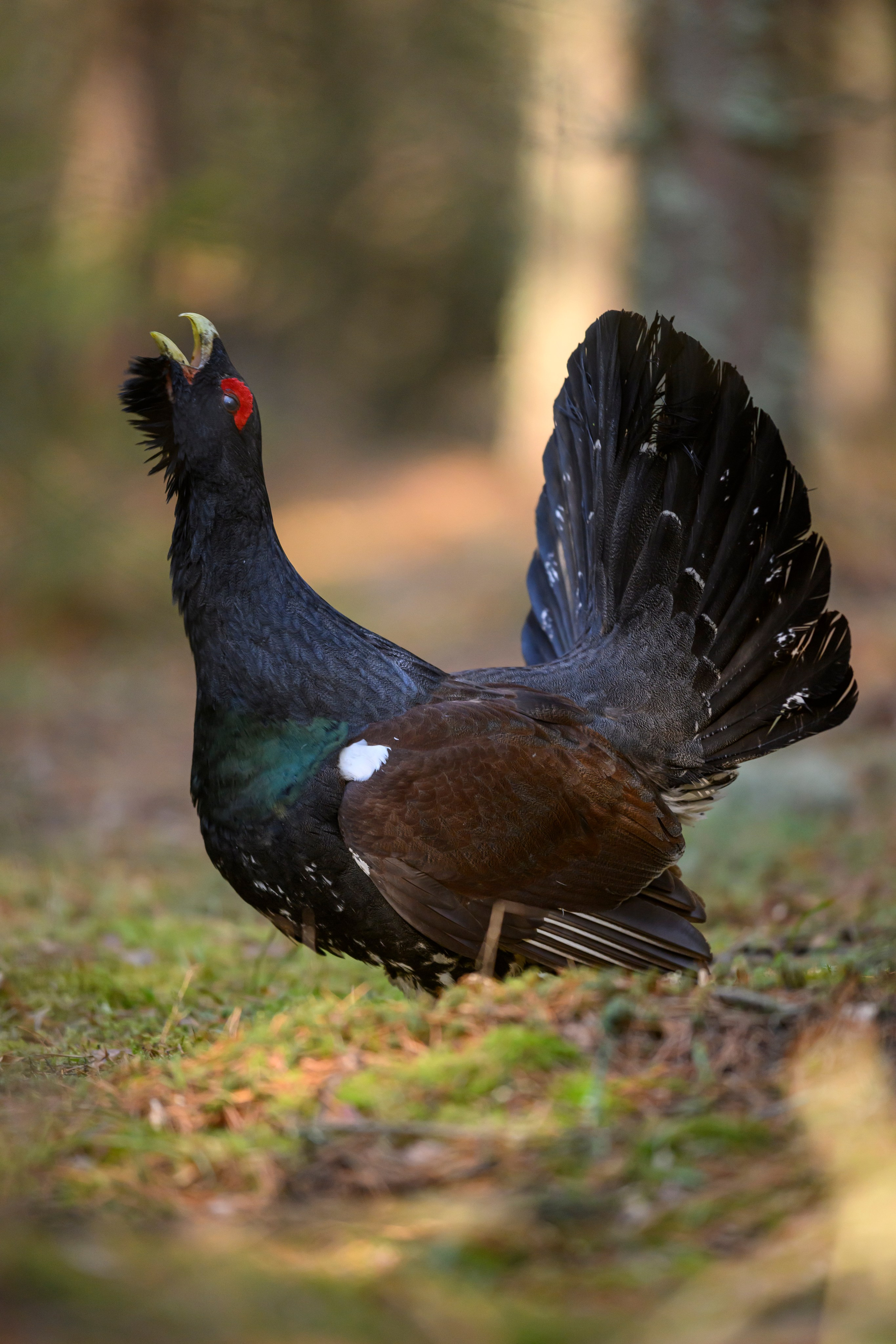 Глухарь / Wood grouse. Фотограф Сергей Пупонин