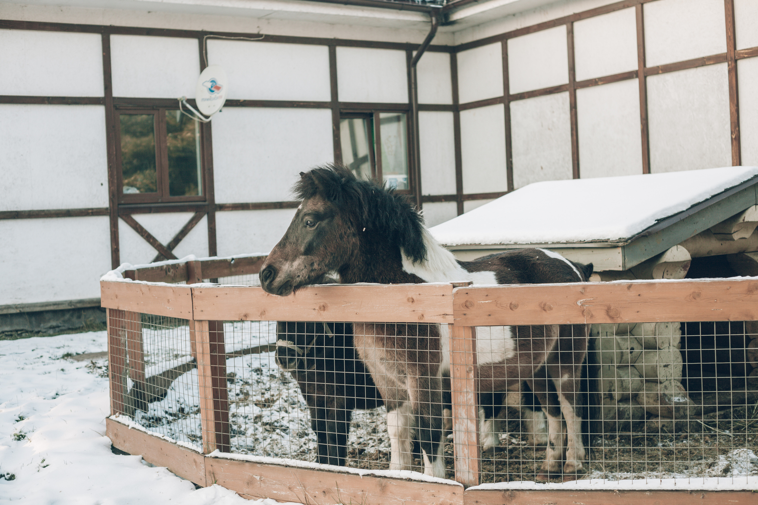 Конная прогулка. Портретный и свадебный фотограф в Москве Сергей Святной