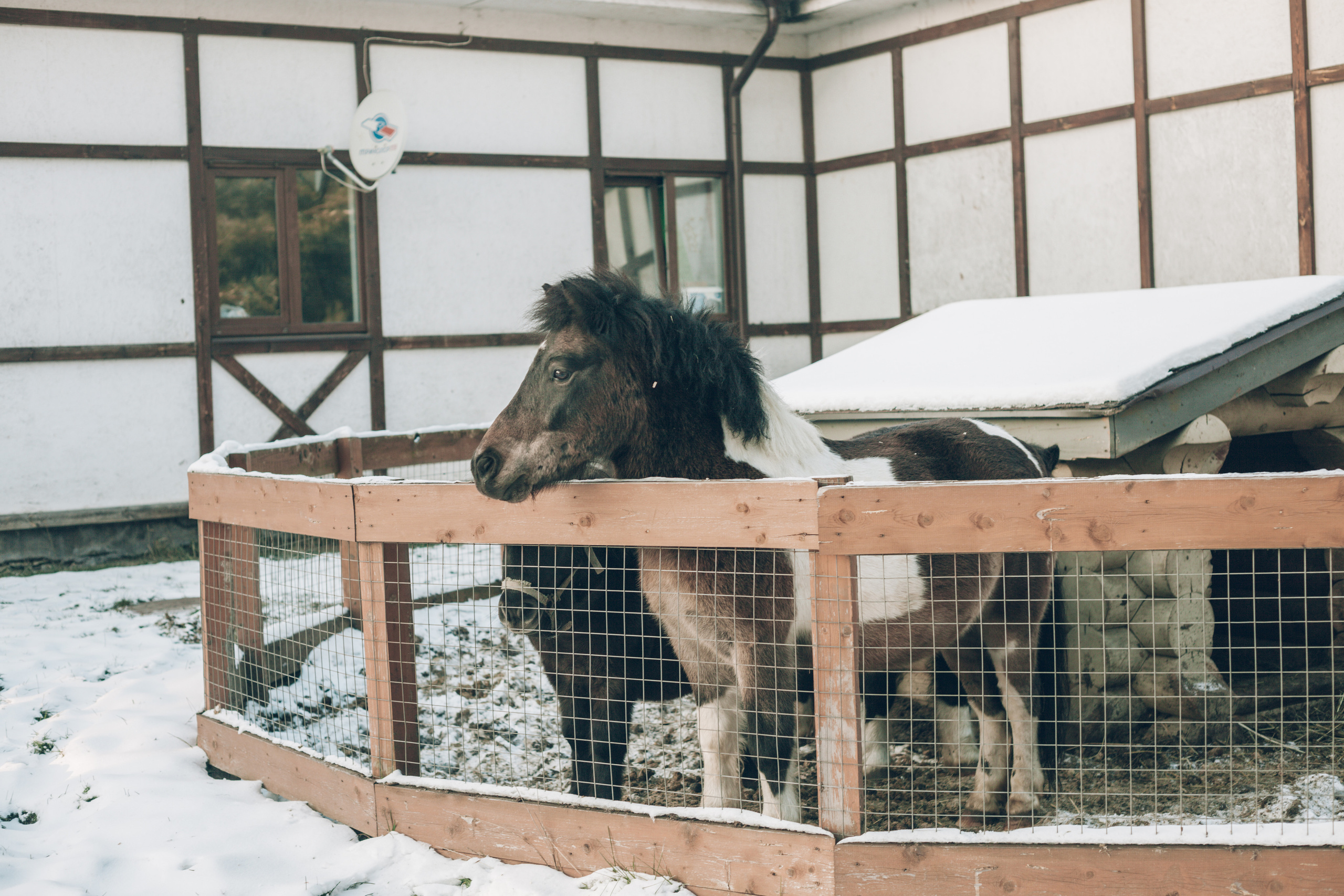 Конная прогулка. Портретный и свадебный фотограф в Москве Сергей Святной