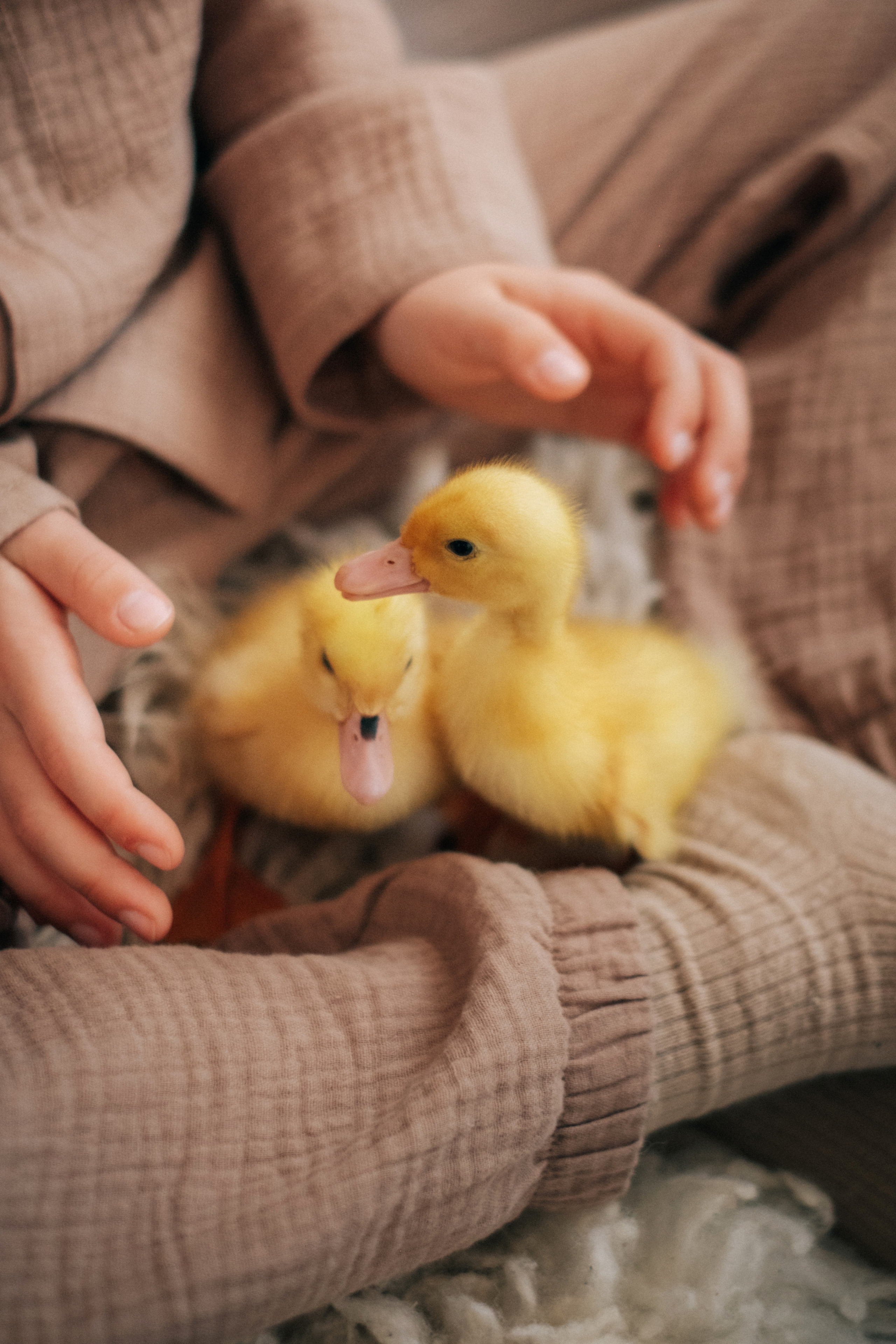 Фотосессия с утятами. Антонина Мезинова фотограф Михайловка и Волгоград