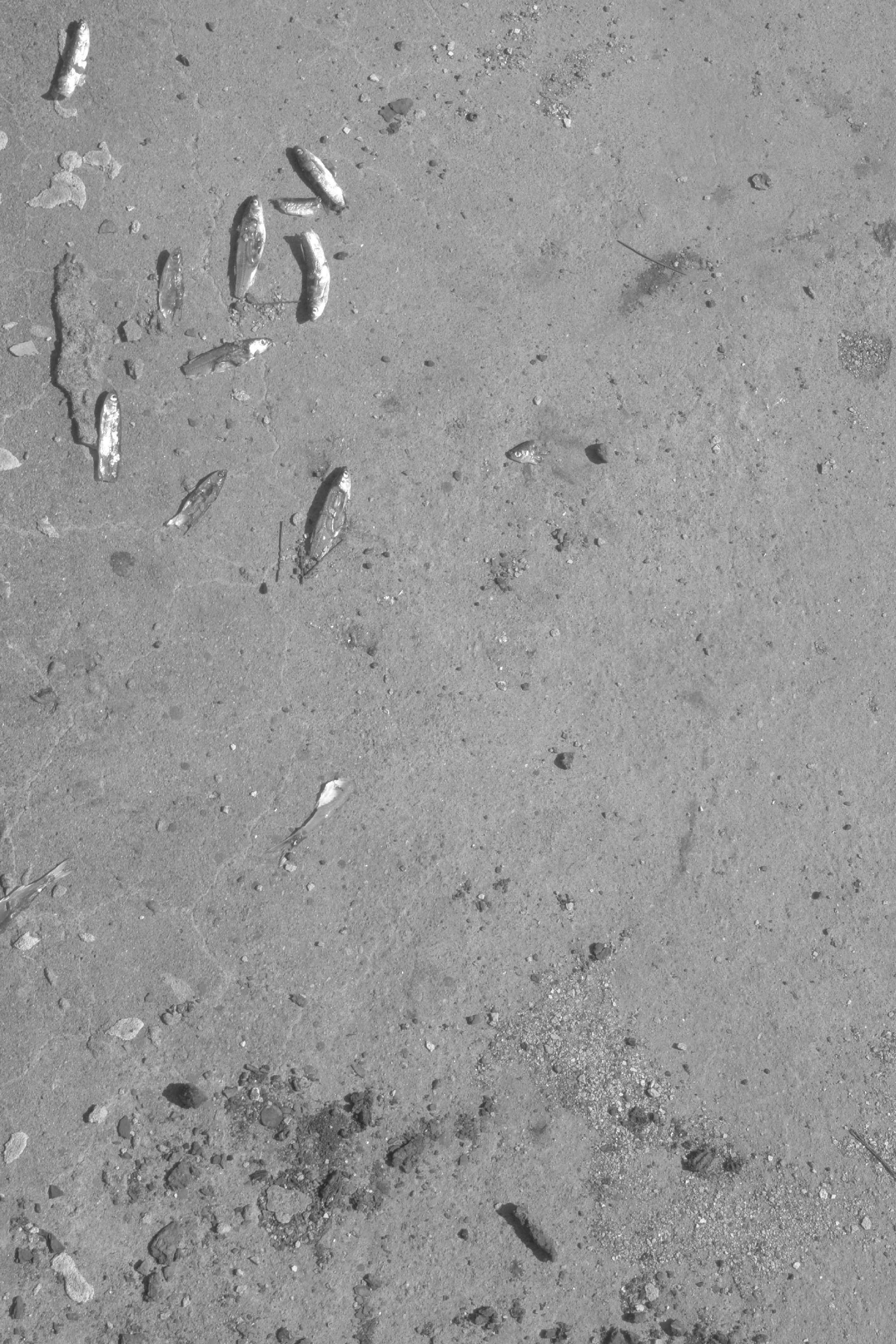 About fish. Maria Pilkevich