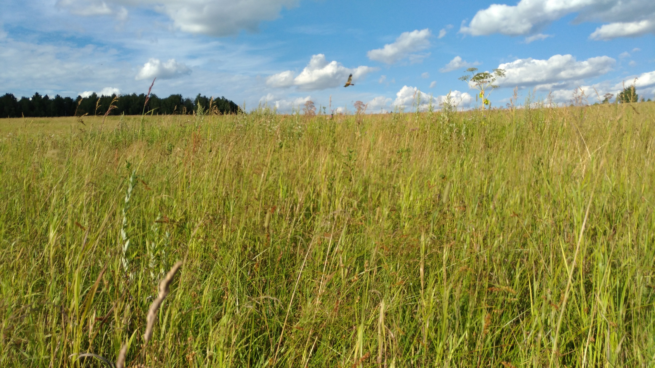 В поле под присмотром сокола. Питомник китайских хохлатых собак Poale Ell: купить щенка в питомнике