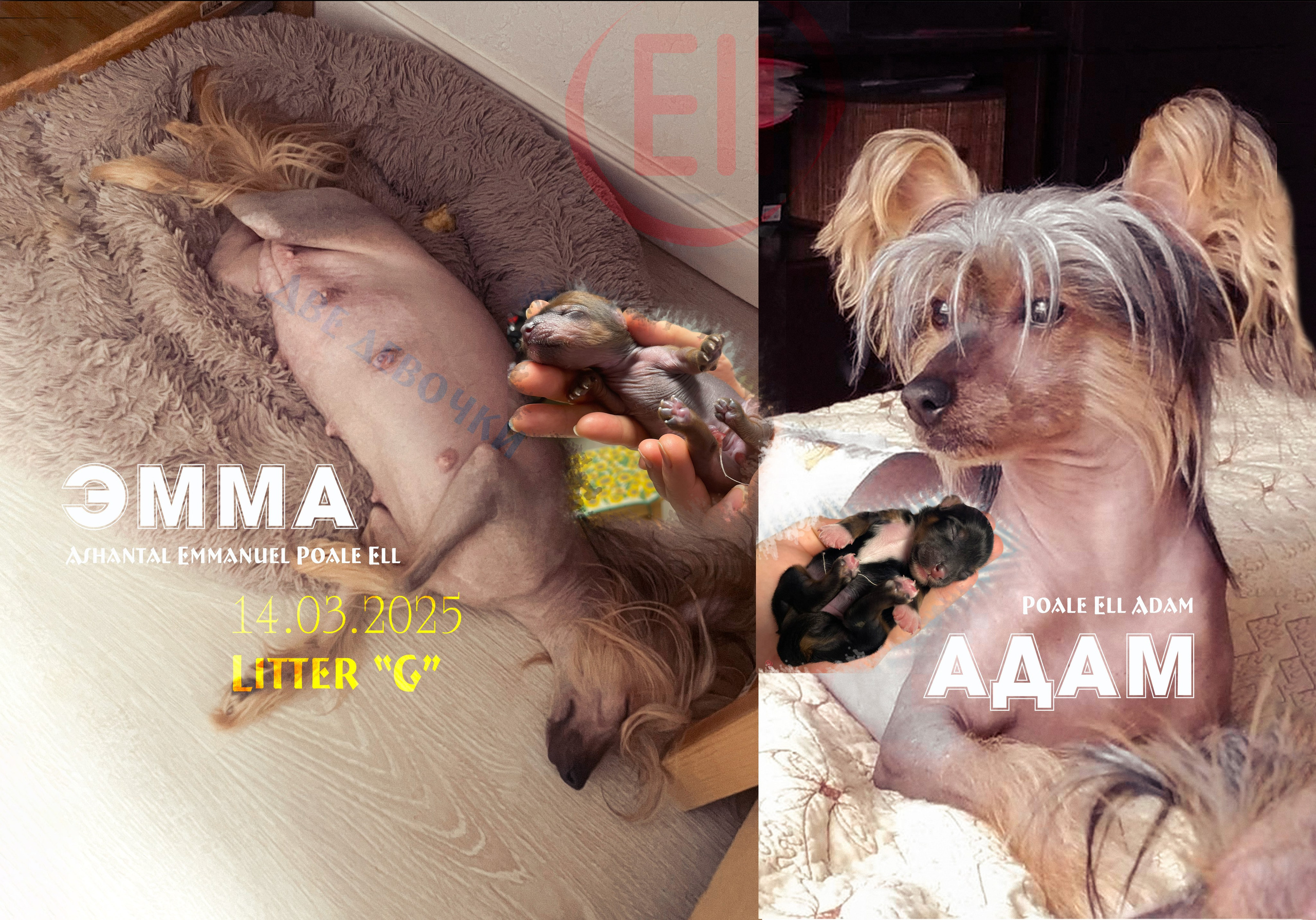 Помёт G. Питомник китайских хохлатых собак Poale Ell: купить щенка