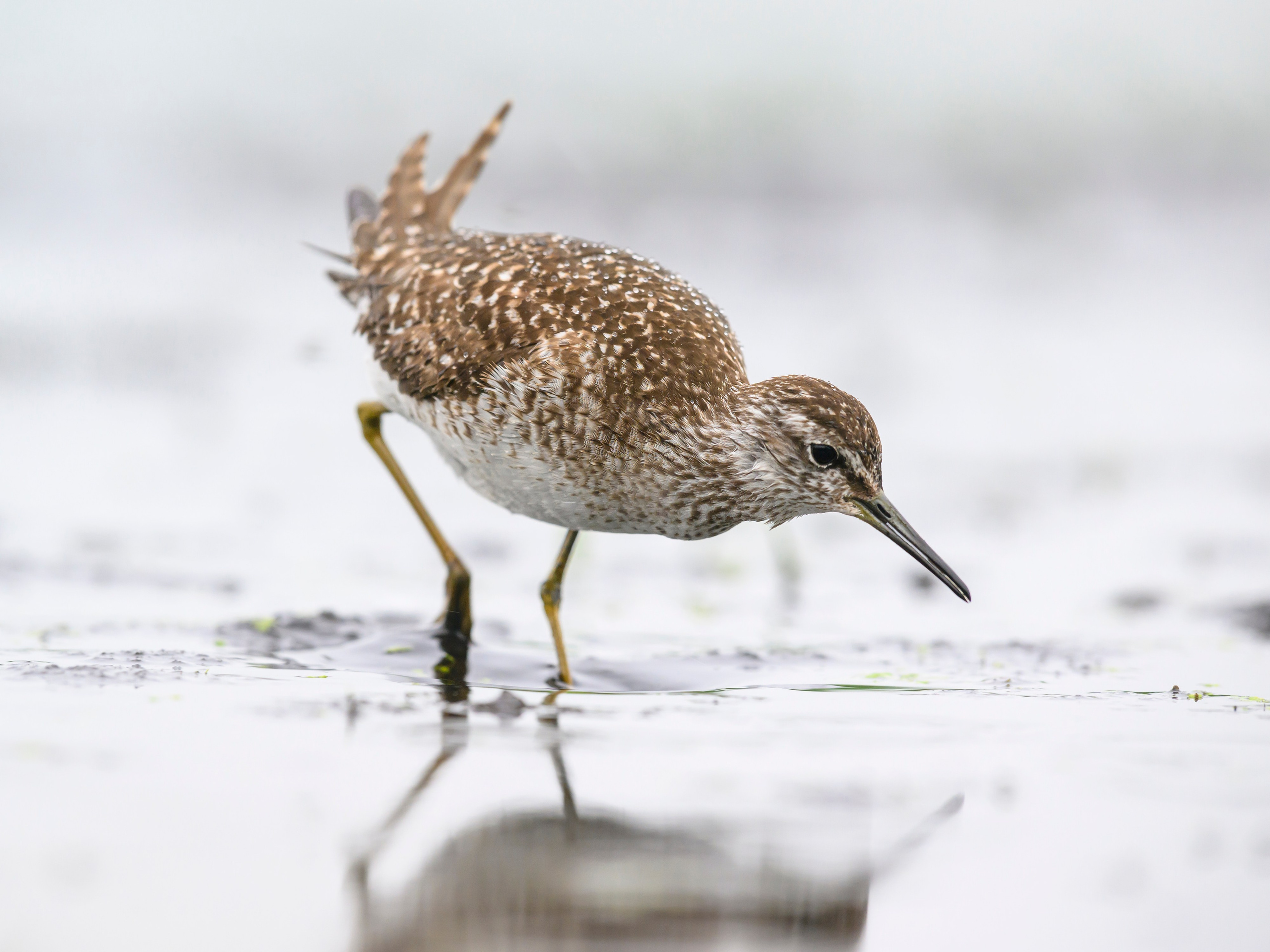 Поручейники и большой веретенник. Wildlife photography by Sergey Puponin