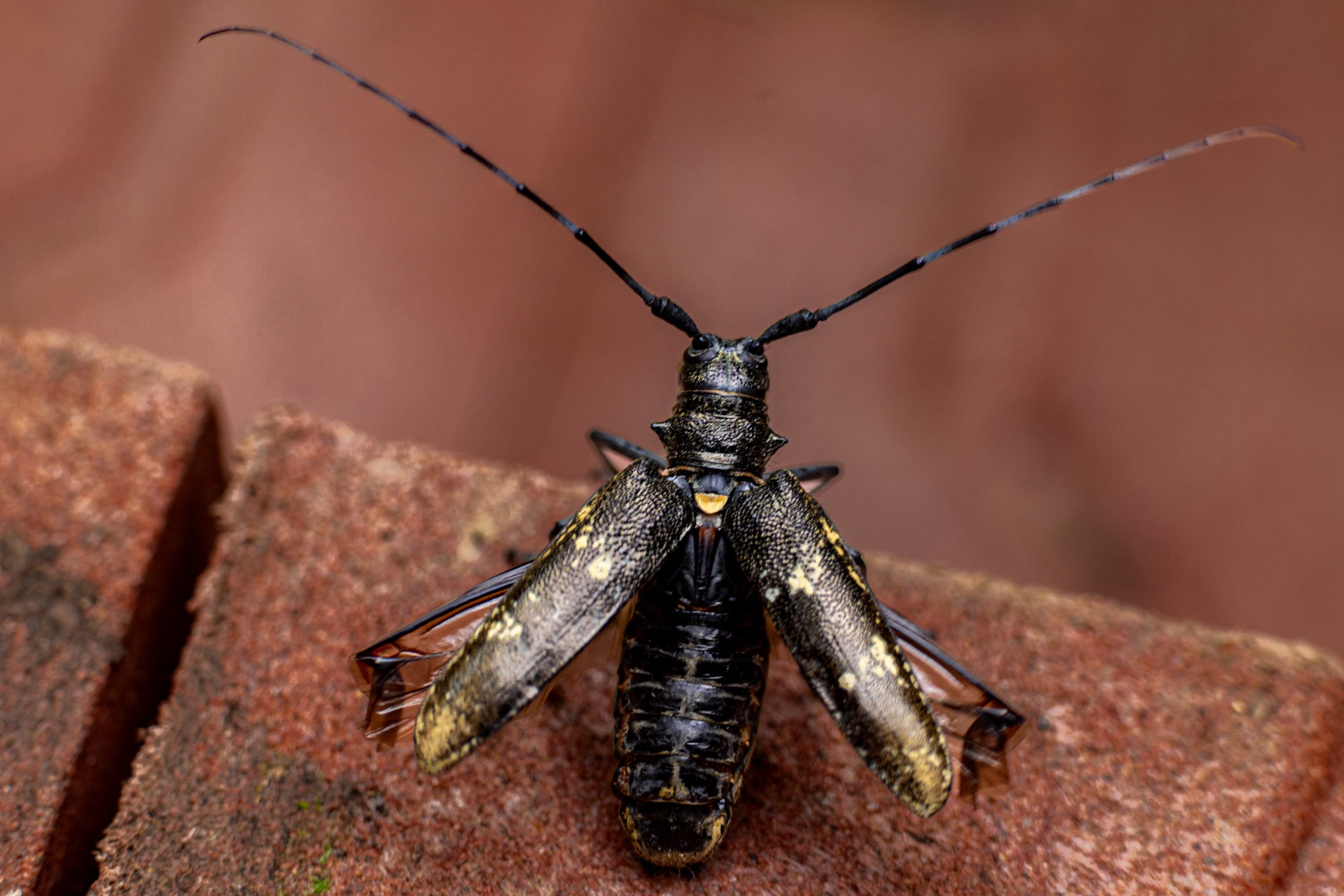 Жук-усач сосновый