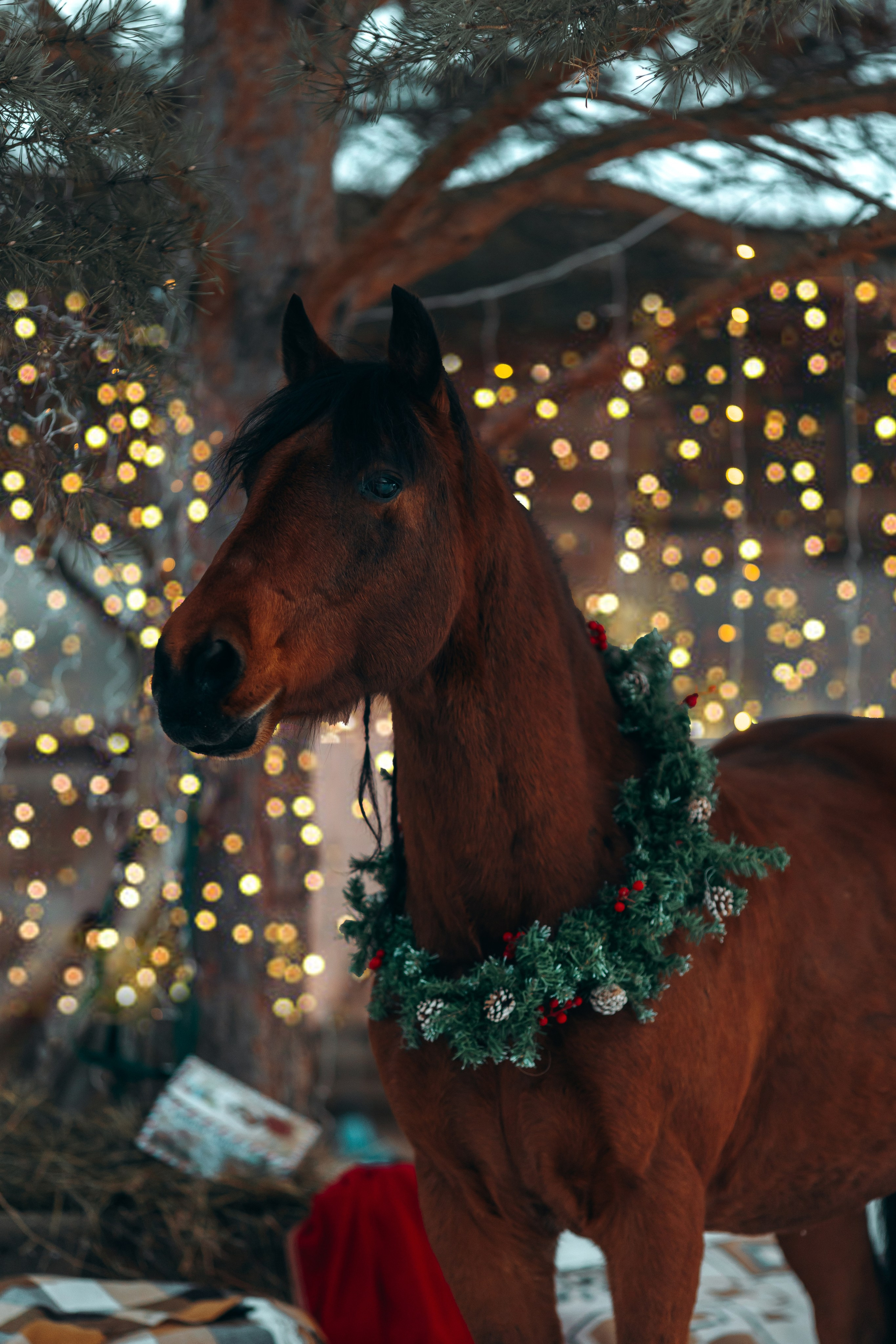 Тариф новогодний 2024. Анна Молчанова конный фотограф в Тюмени | фотосессии с лошадьми Тюмень