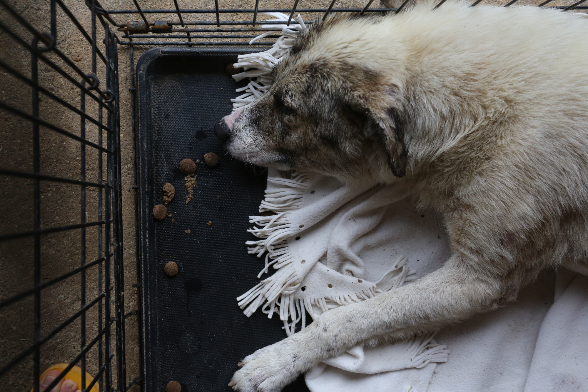 Ar Idardo. Marina Doctorova