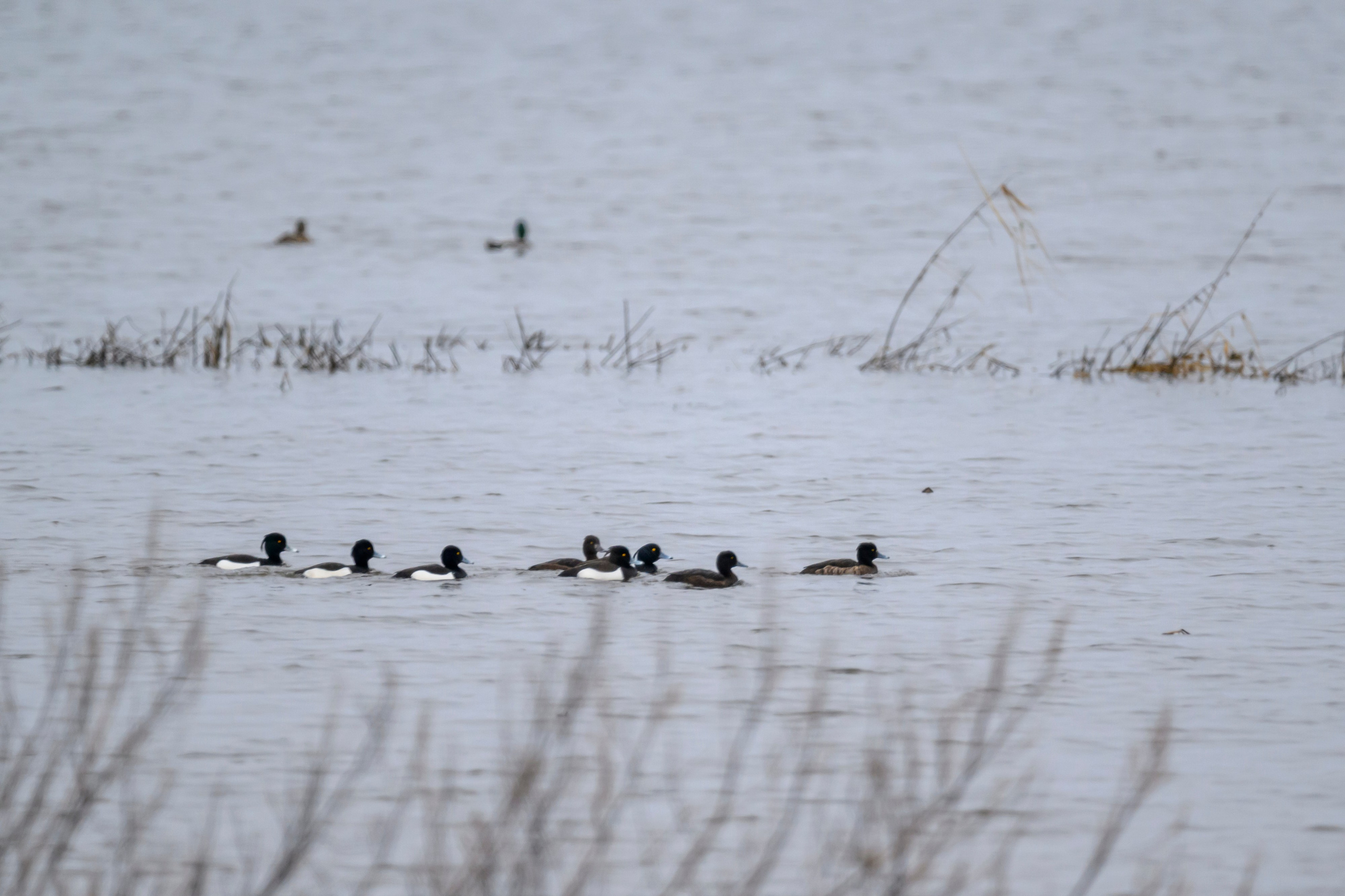 Чирки, чернеть и чомги. Wildlife photography by Sergey Puponin