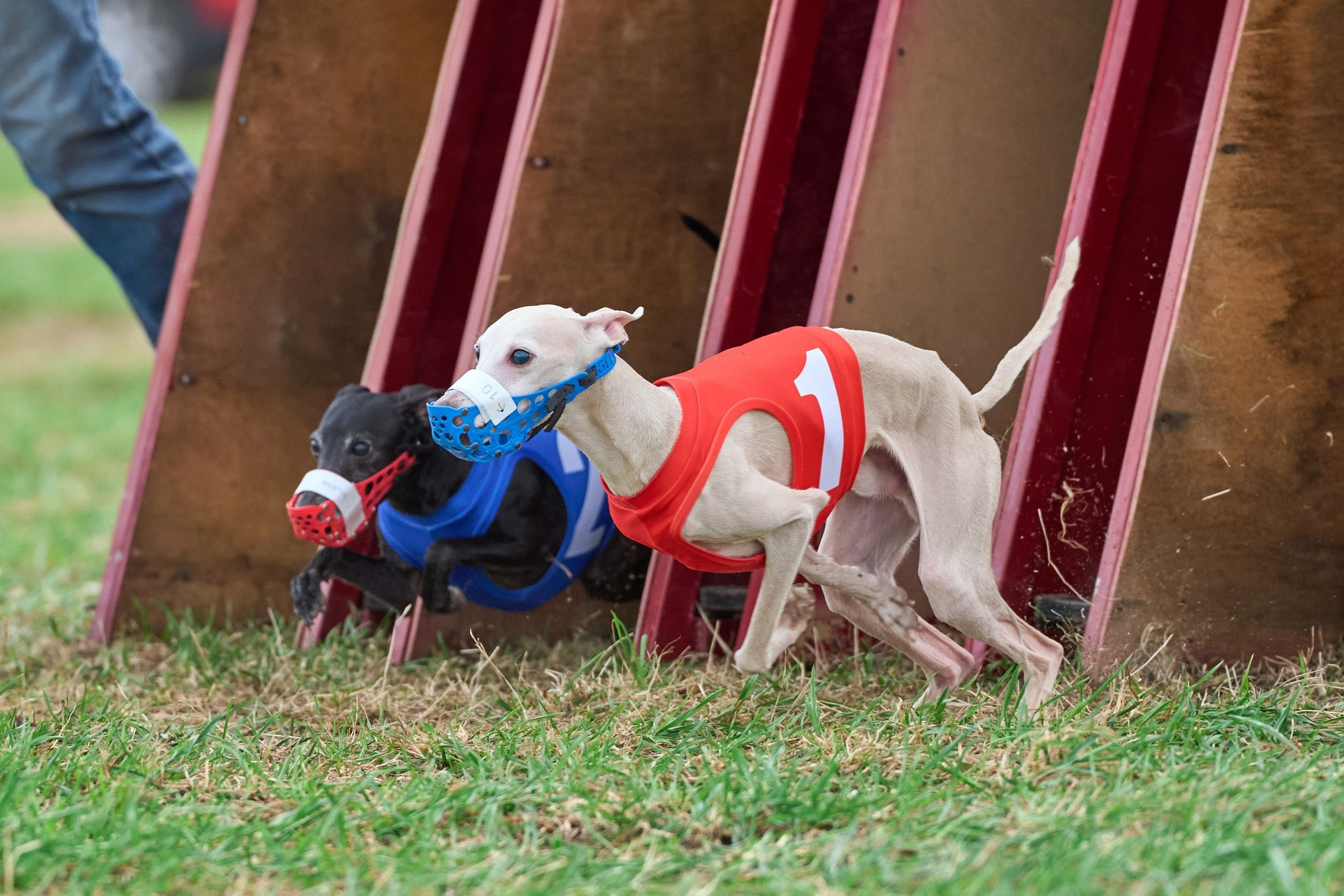 Квалификация по рейсингу. Фотограф-анималист Михаил Манухин