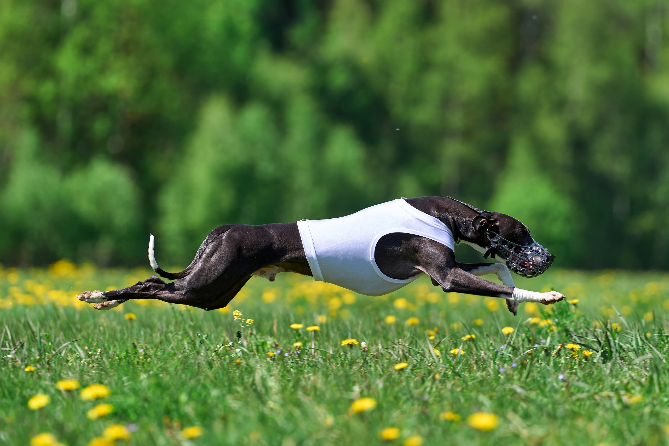 Квалификация по курсингу Донино. Фотограф-анималист Михаил Манухин